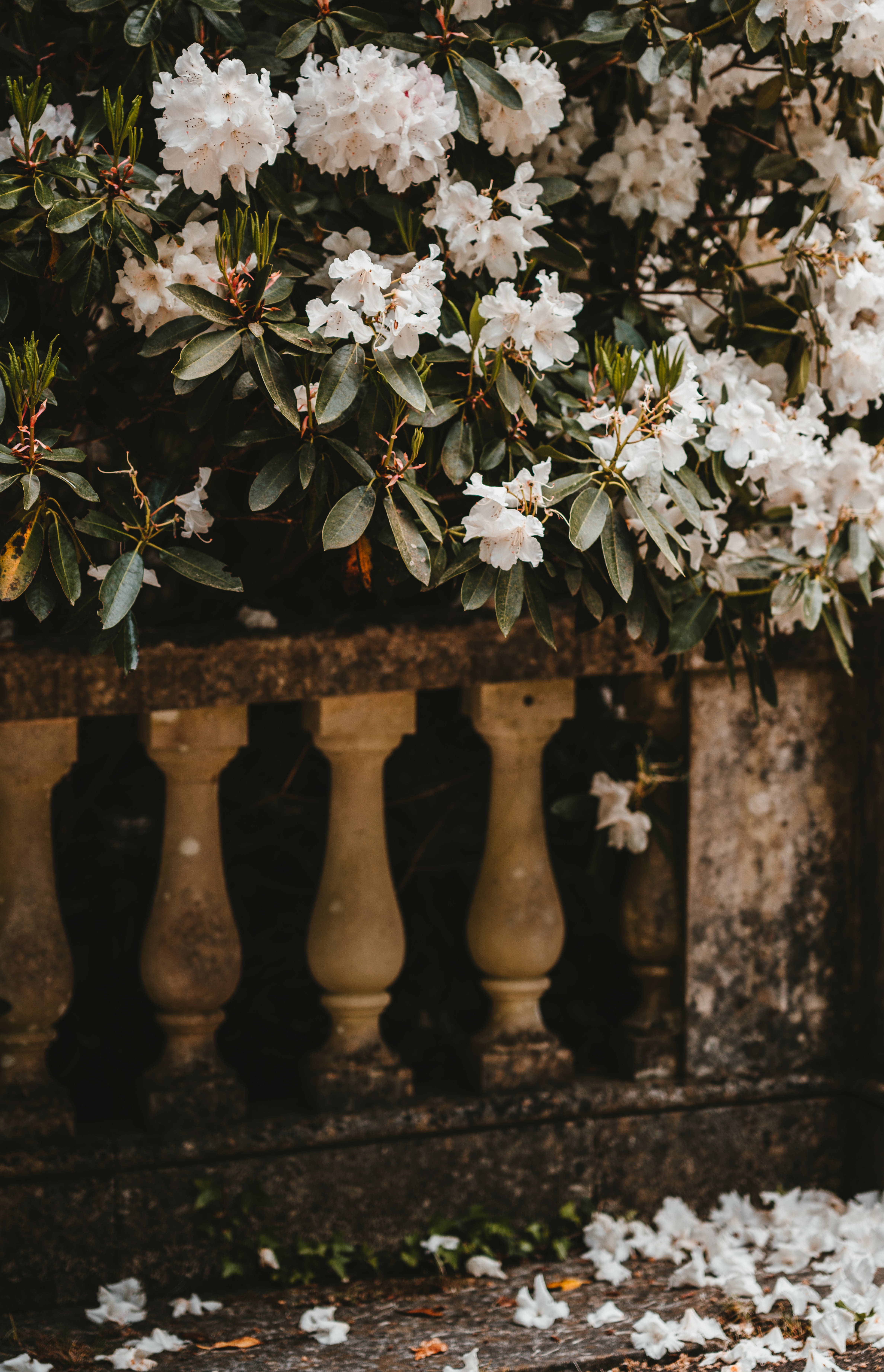 white rhododendron blossoms, weathered stone balustrade, fallen petals, 5K Phone Wallpaper