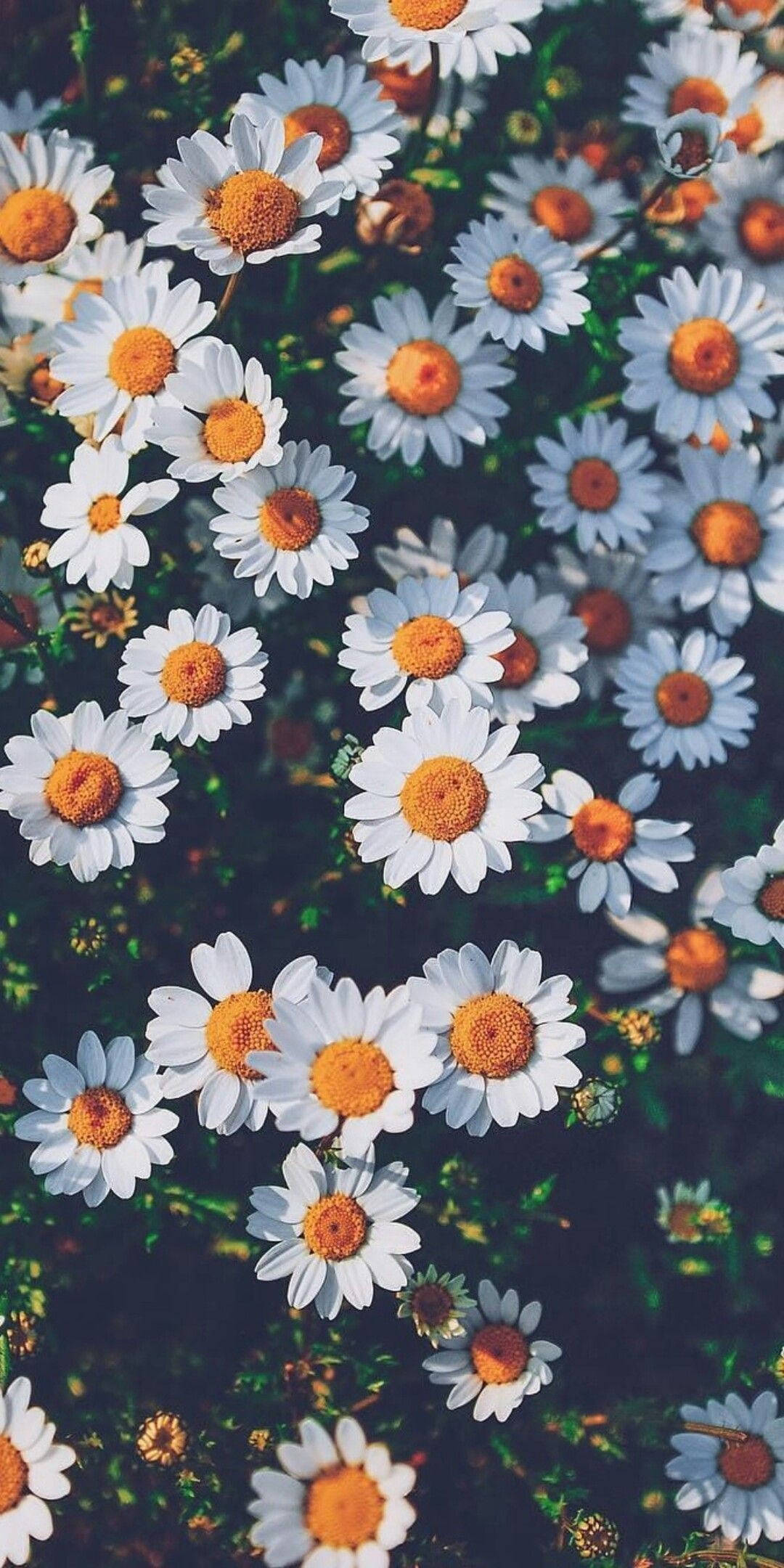 white common chamomile flowers, white daisies, bright orange centers, Full HD Phone Wallpaper