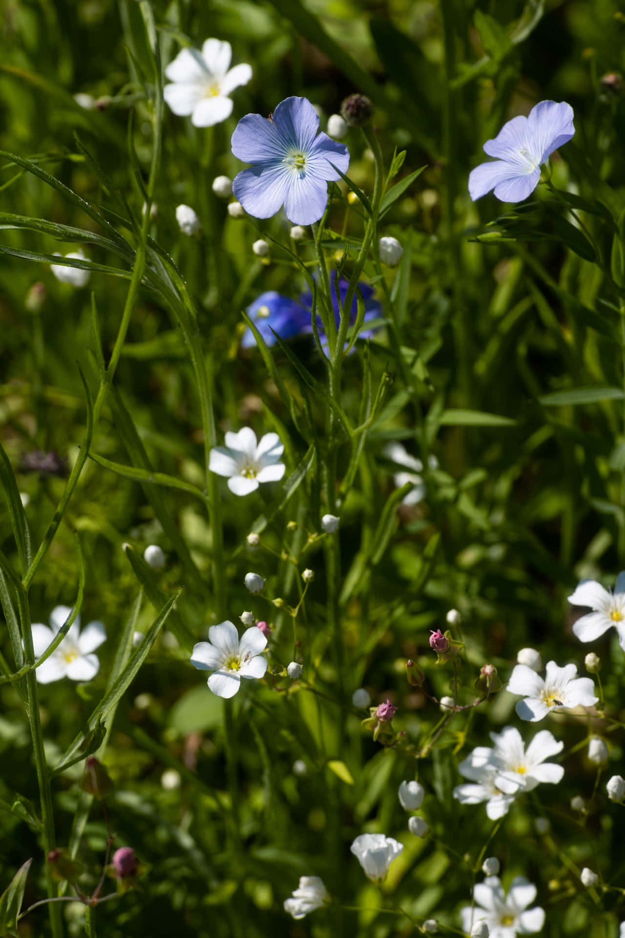 flax blue flowers phone, blue, white, Full HD Phone Wallpaper