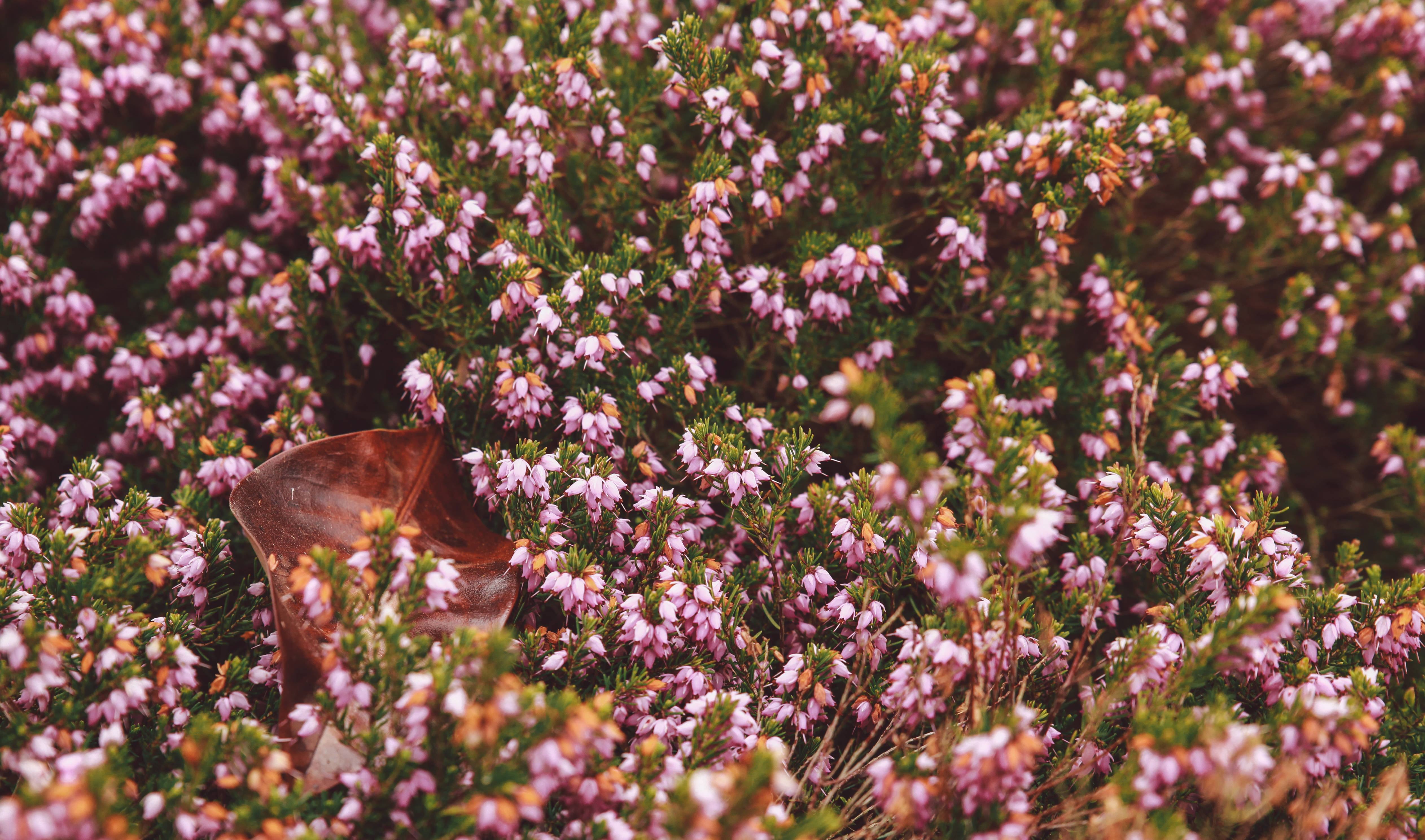 pink flower garden, brown leaf, vibrant pink heather blooms, 4K Desktop Wallpaper