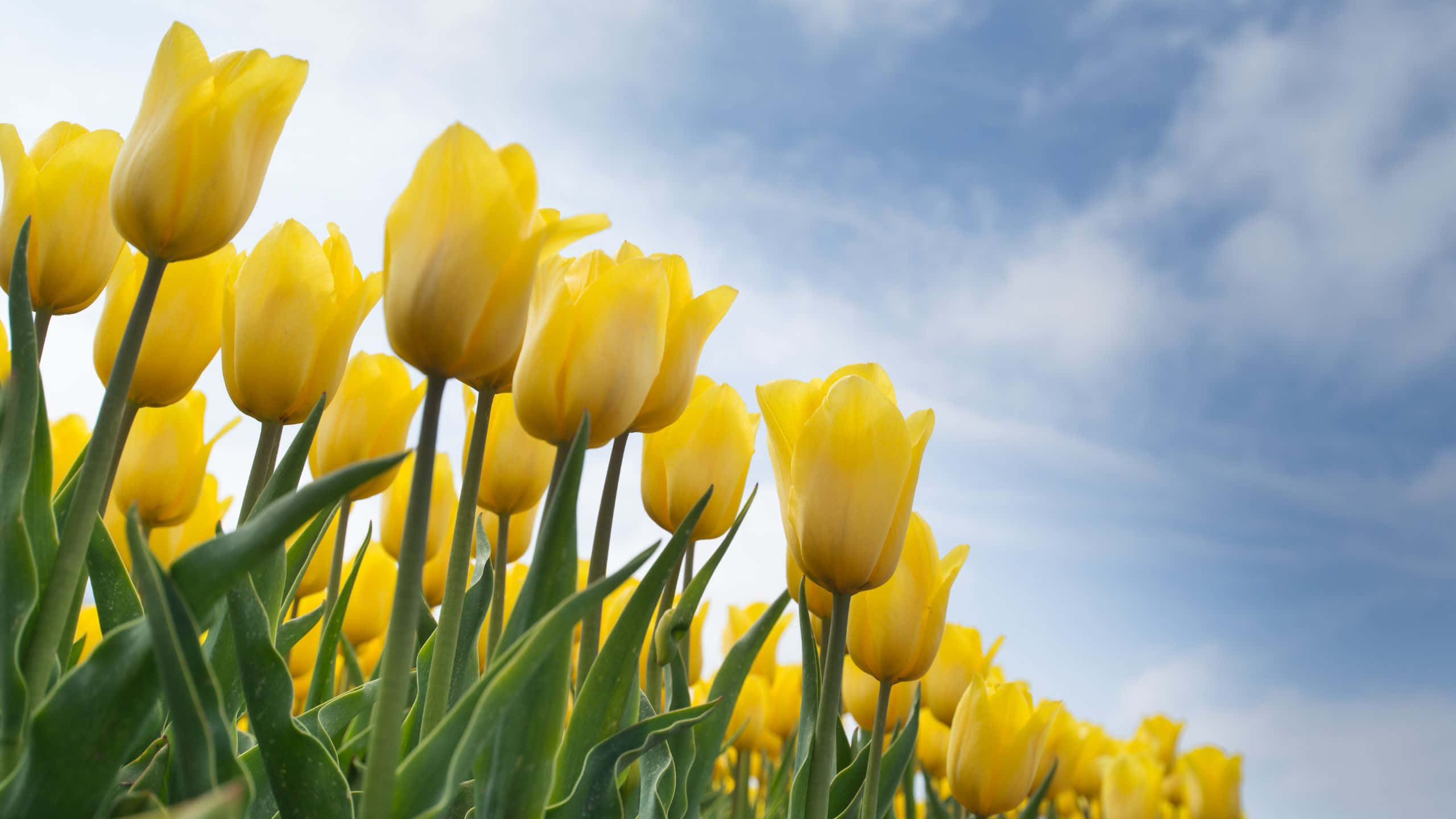 yellow aesthetic, tulips, field, 2K Desktop Wallpaper