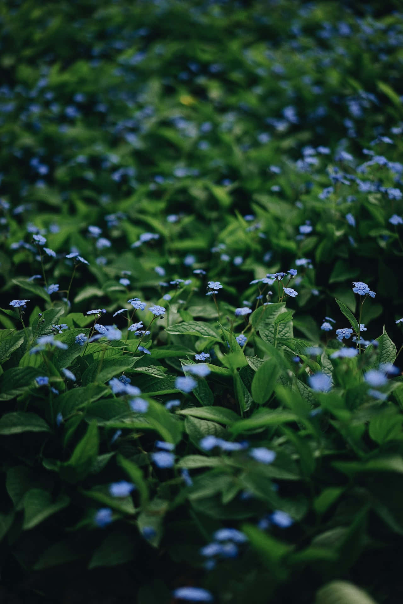 small blue flowers, blue forget-me-nots, lush green foliage, Full HD Phone Wallpaper