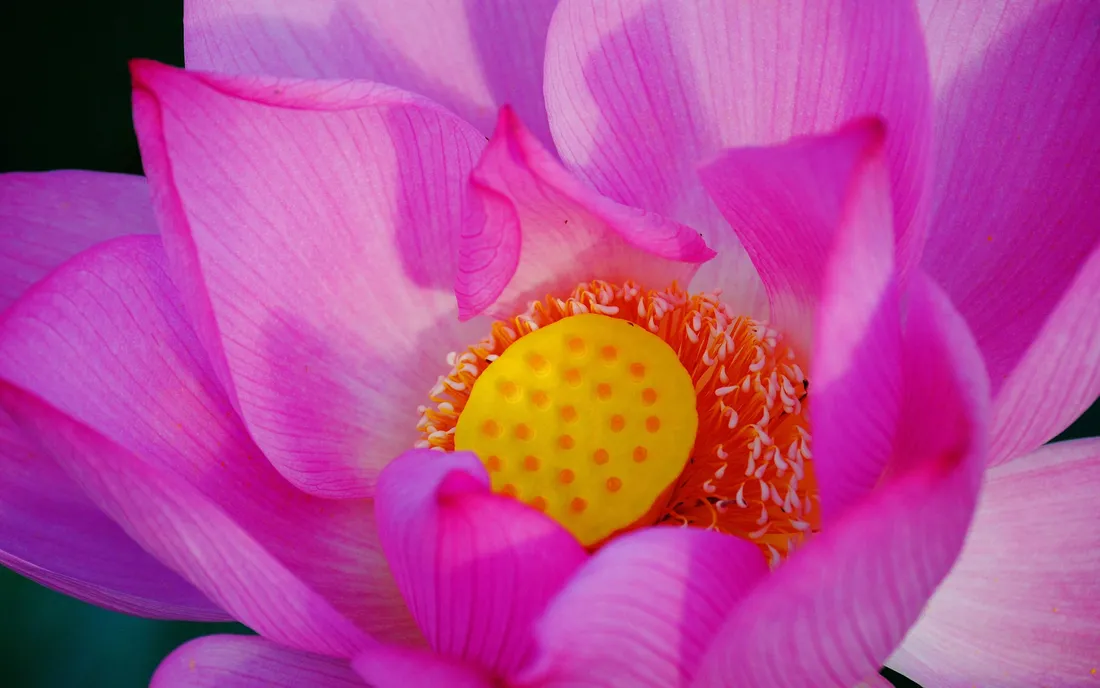 Flower HD