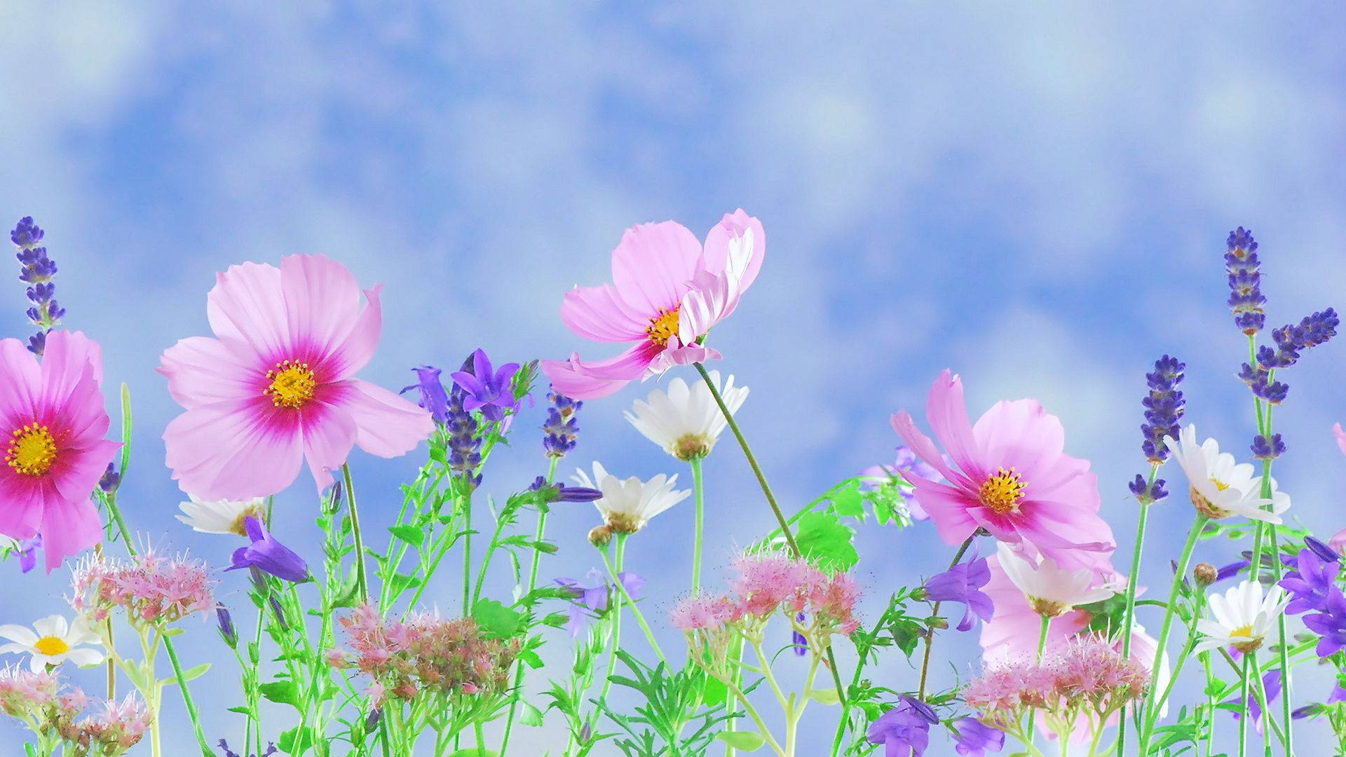 1920x1080, HD, flower garden, Full HD Desktop Wallpaper