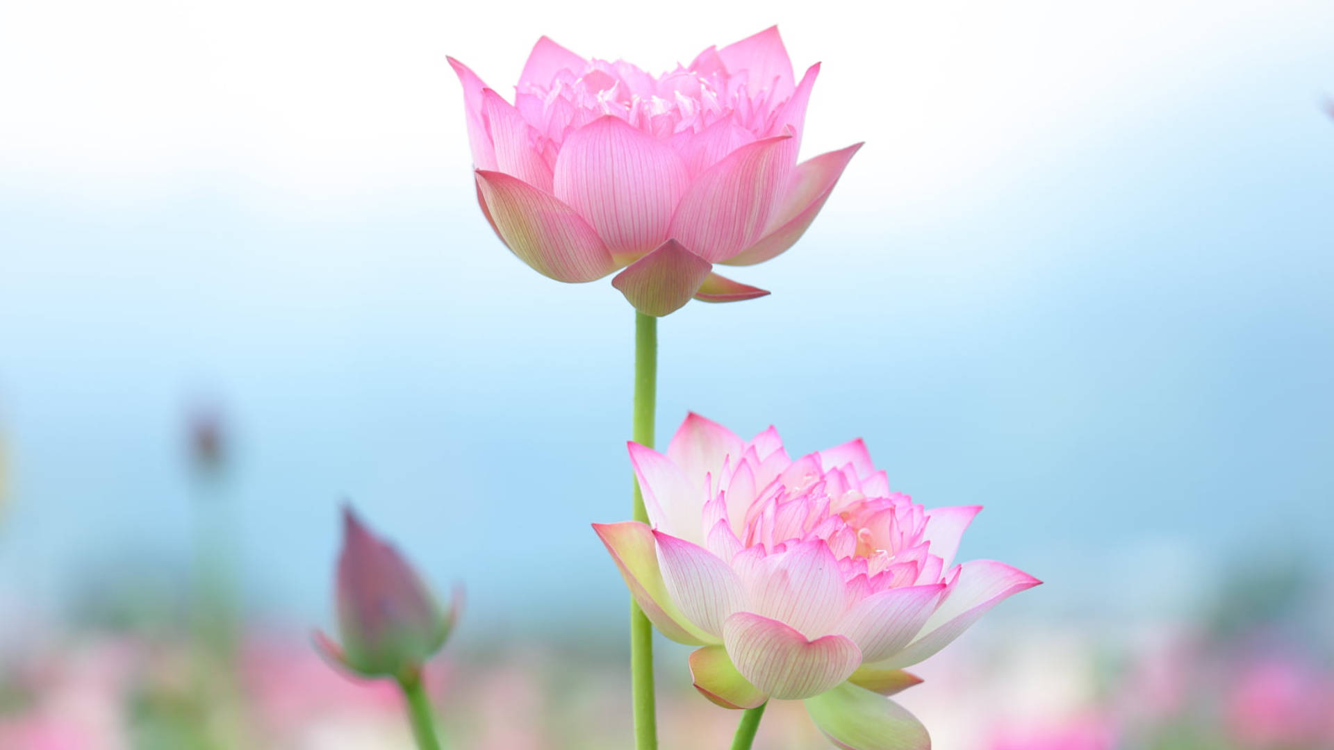 pink lotus flower, soft blue sky, blurred floral background, Full HD Desktop Wallpaper