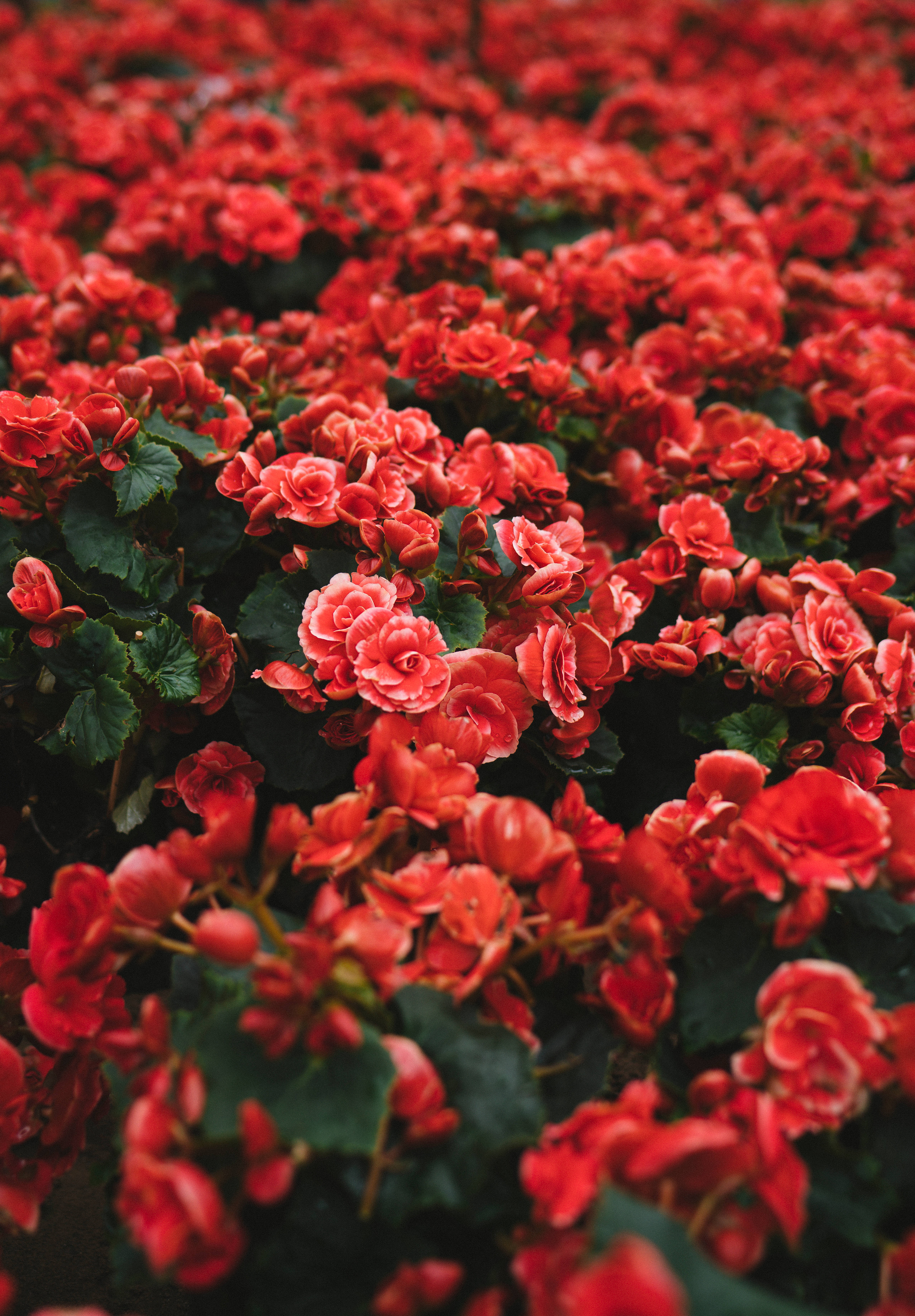 red flower field, coral red begonias, lush green leaves, 5K Phone Wallpaper