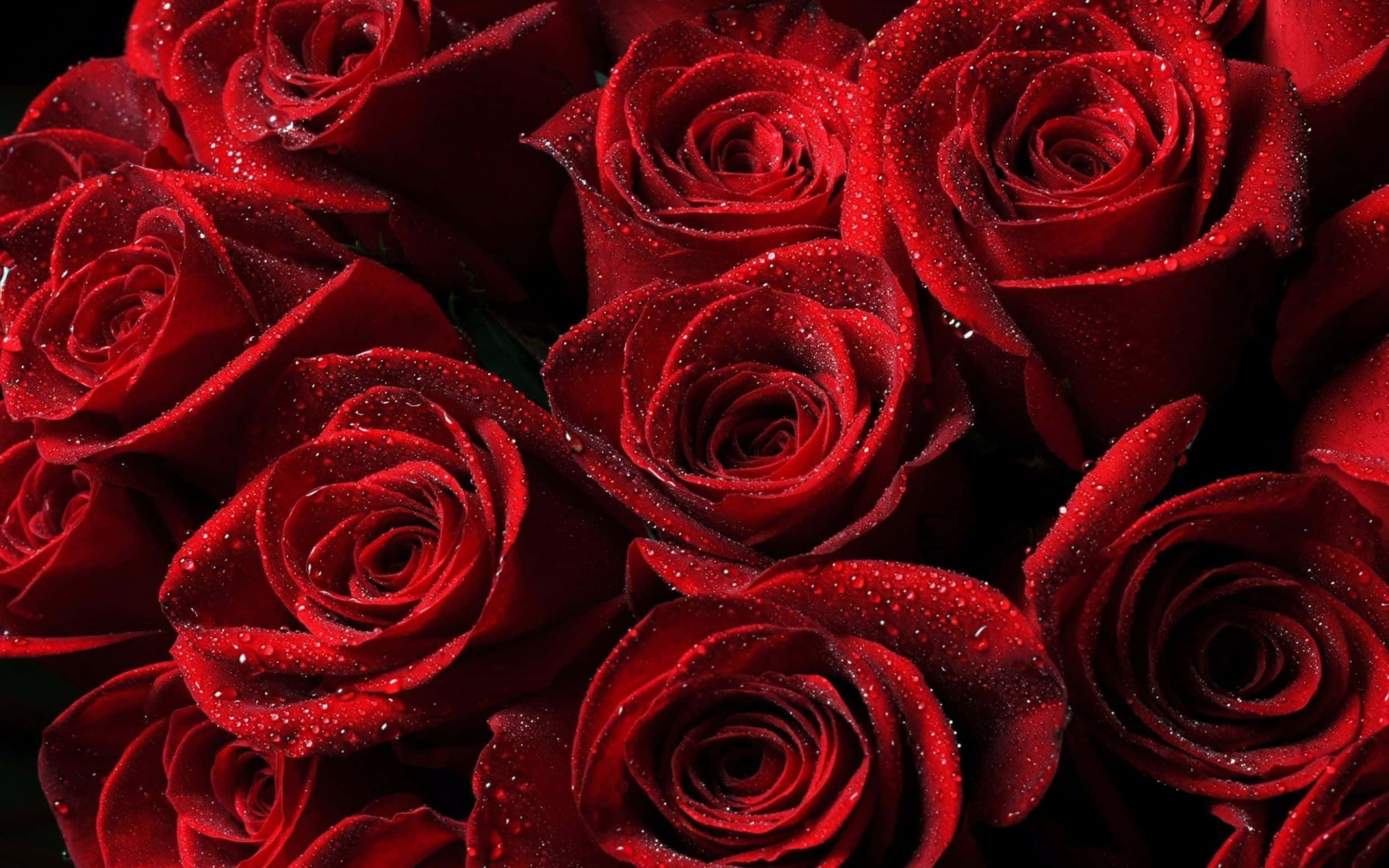 red rose, dewdrops, dark background, Full HD Desktop Wallpaper