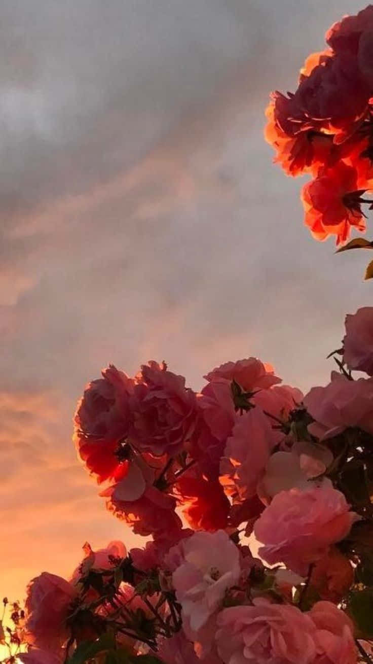 red rose aesthetic, sunset, pink roses, HD Phone Wallpaper