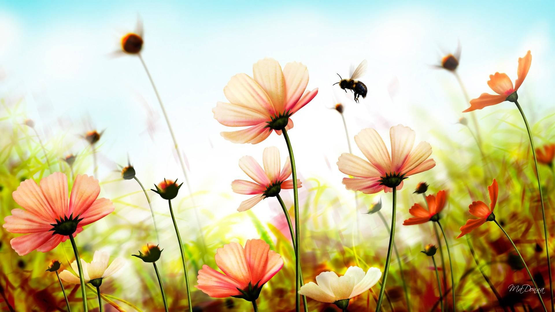 1920x1080, HD, flower field, Full HD Desktop Wallpaper