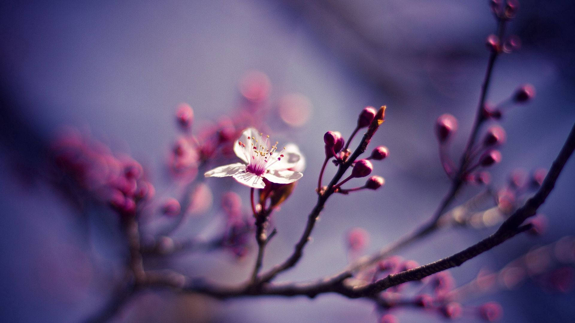 1920x1080, HD, flower, Full HD Desktop Wallpaper