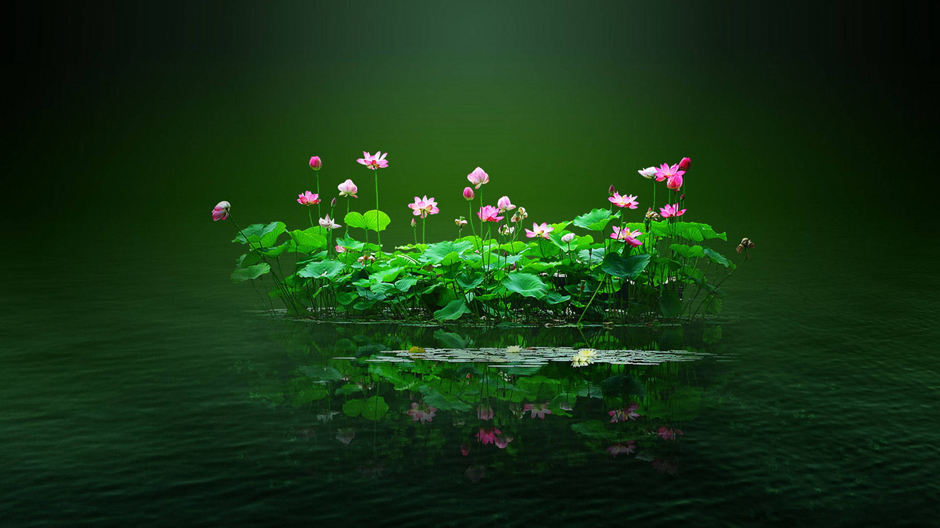 flower PC, lotus pond, pink lotus flowers, Full HD Desktop Wallpaper