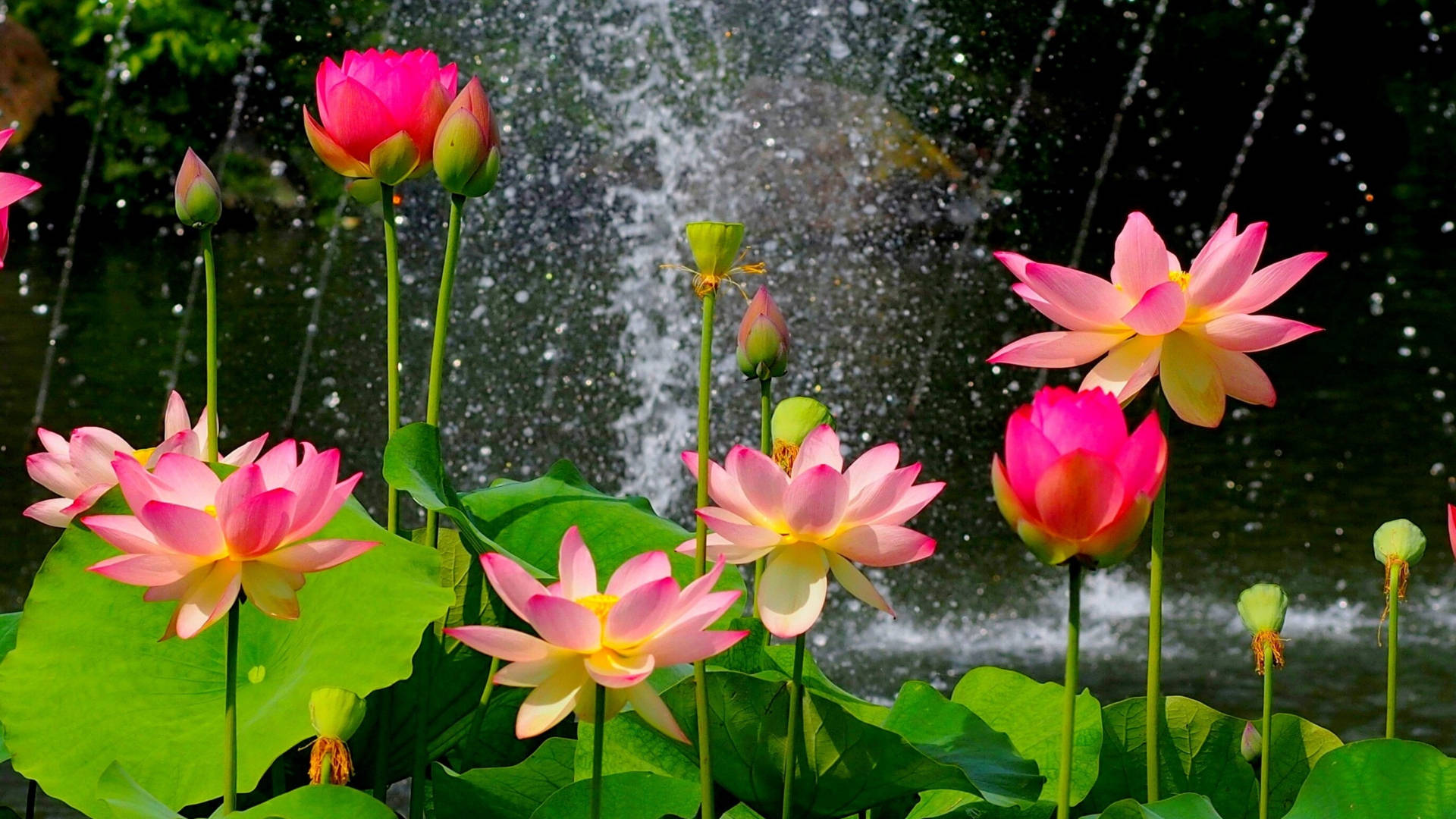 pink lotus flowers, yellow lotus flowers, lush green leaves, Full HD Desktop Wallpaper