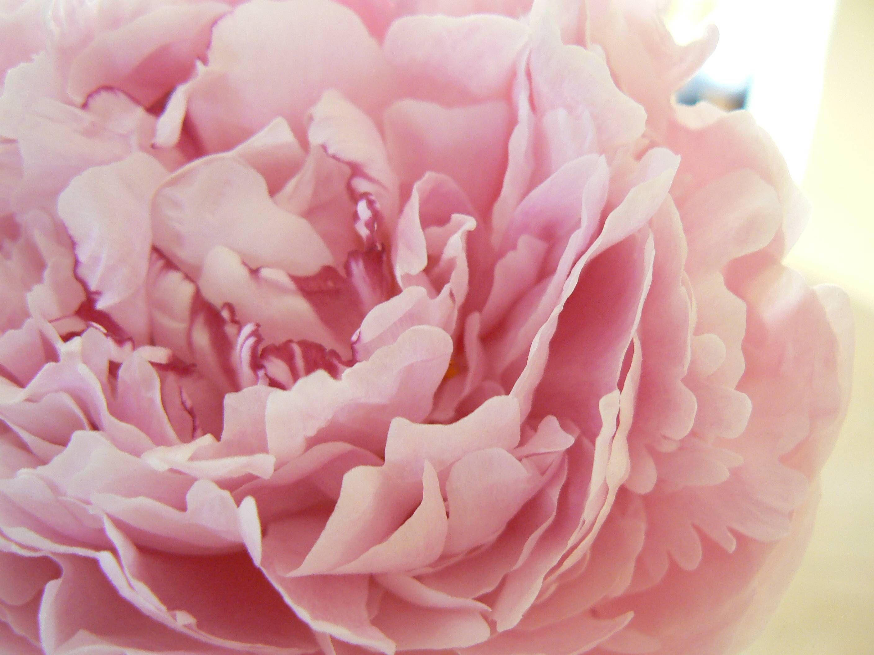 peony, pink, soft pink peony, 2K Desktop Wallpaper