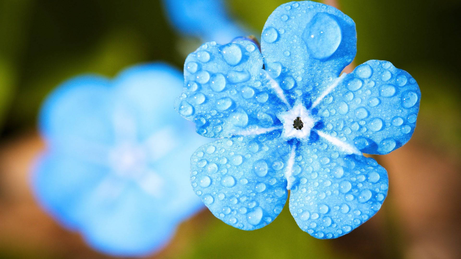 forget-me-not, blue, dewdrops, Full HD Desktop Wallpaper