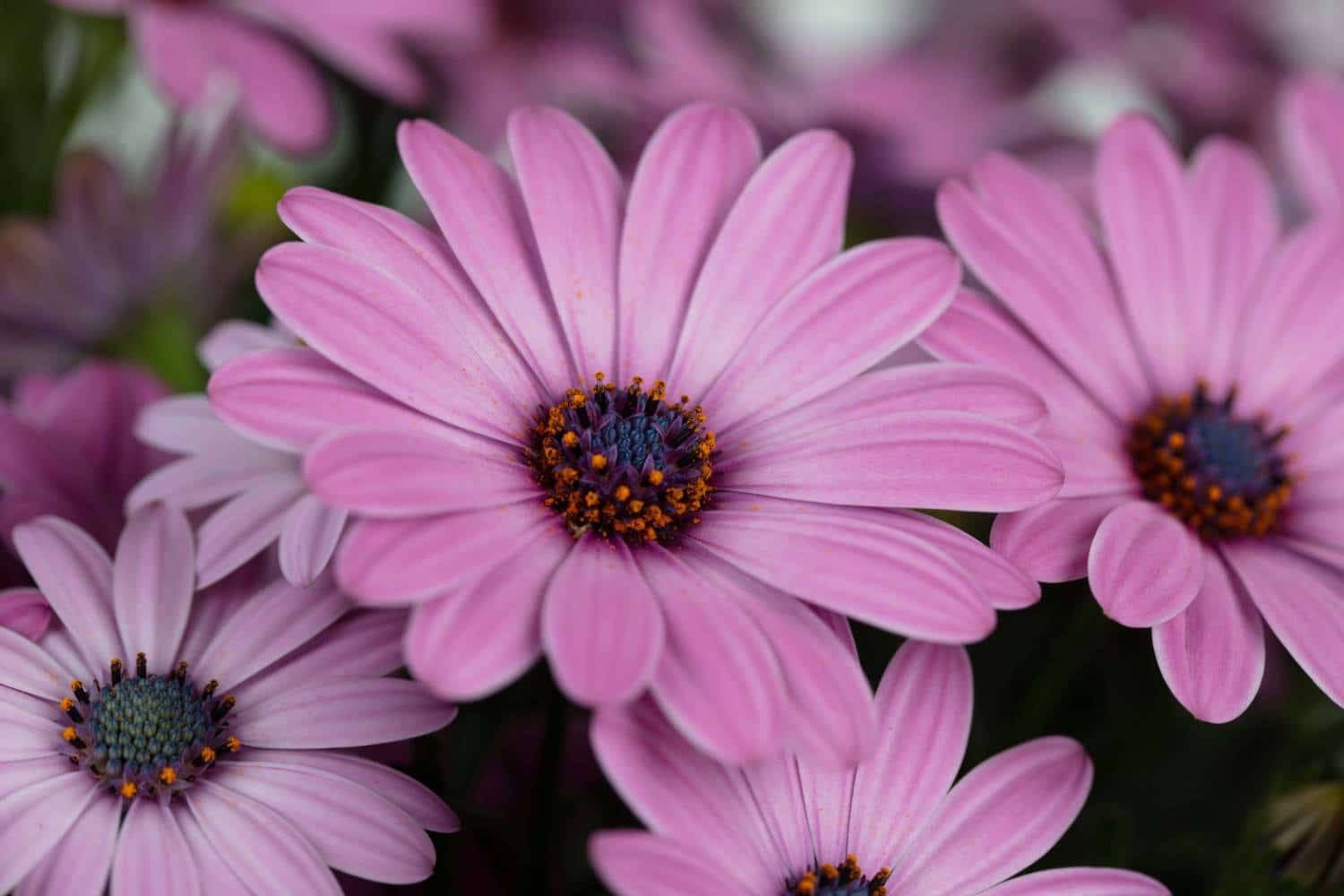 zoom flower, 1500 x 1000, vibrant pink daisies, HD Desktop Wallpaper