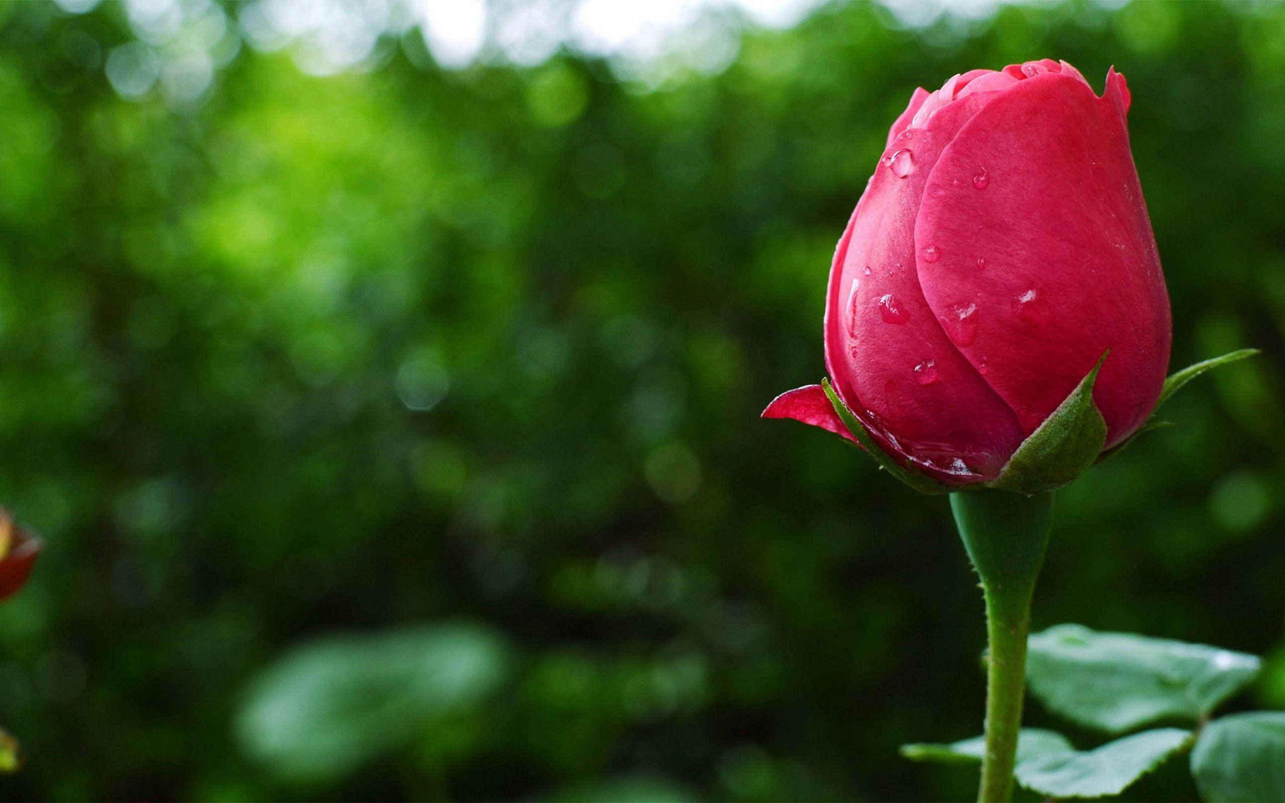 Flower HD, rosebud, vibrant red, 2K Desktop Wallpaper