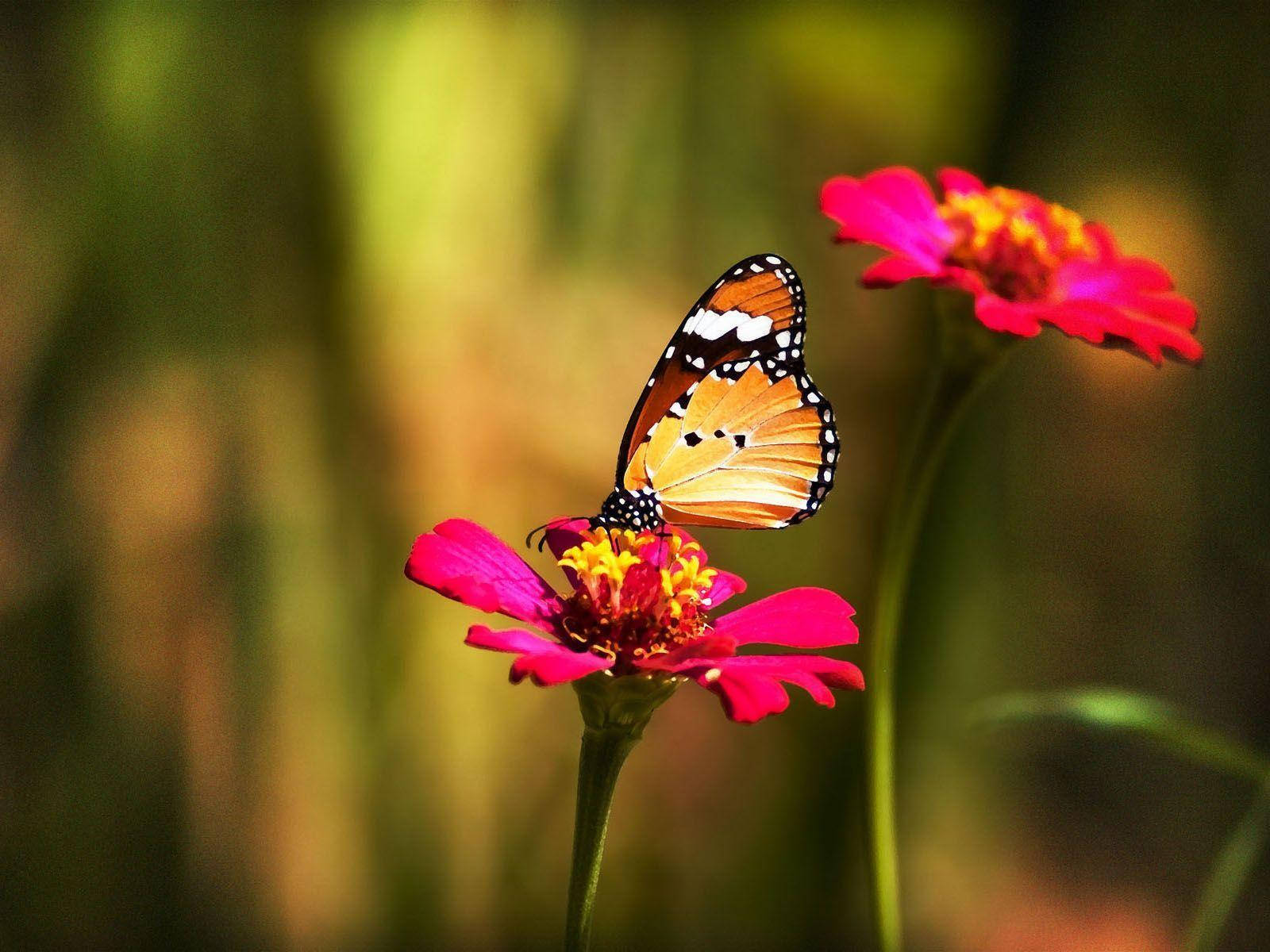 monarch butterfly, orange black and white wings, bright pink zinnia flower, HD Desktop Wallpaper