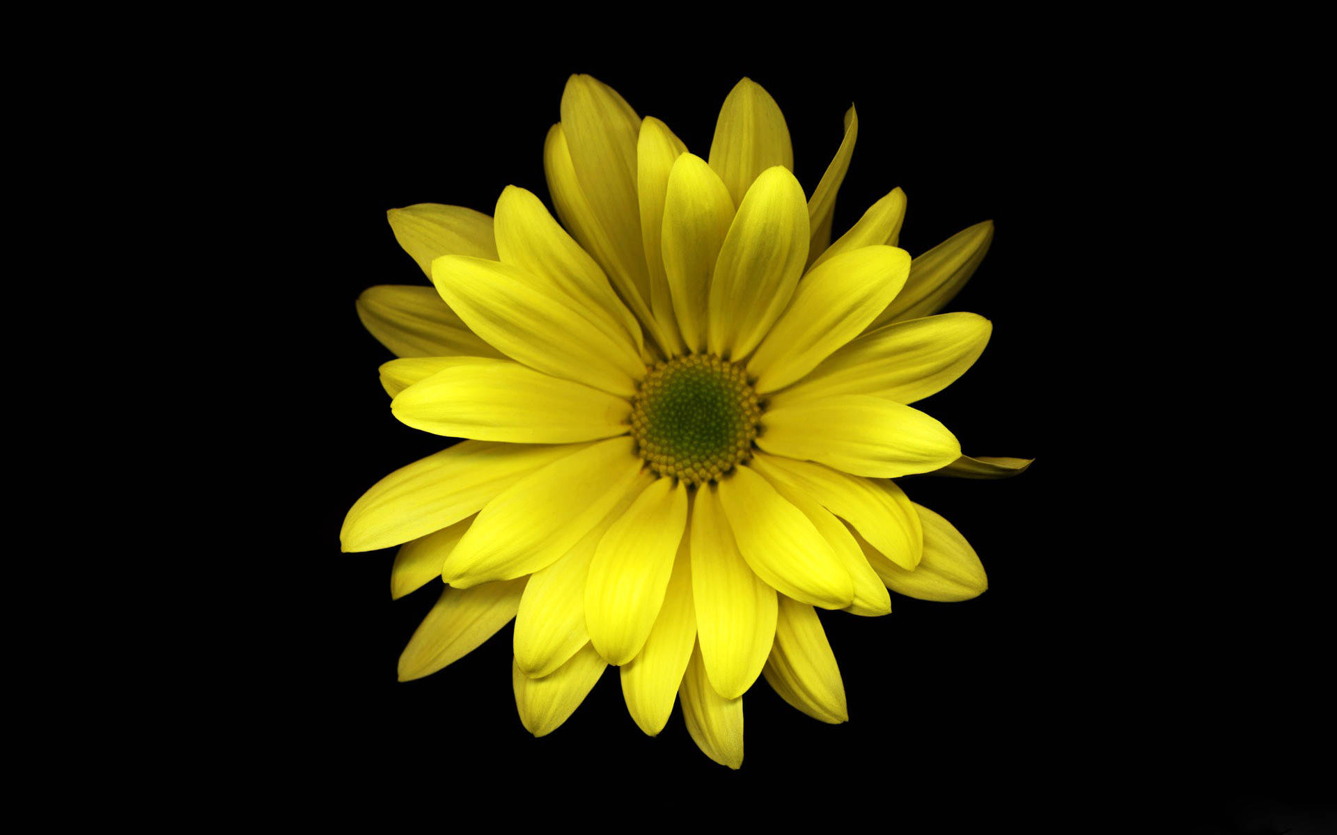 yellow daisy, layered petals, stark black background, Full HD Desktop Wallpaper