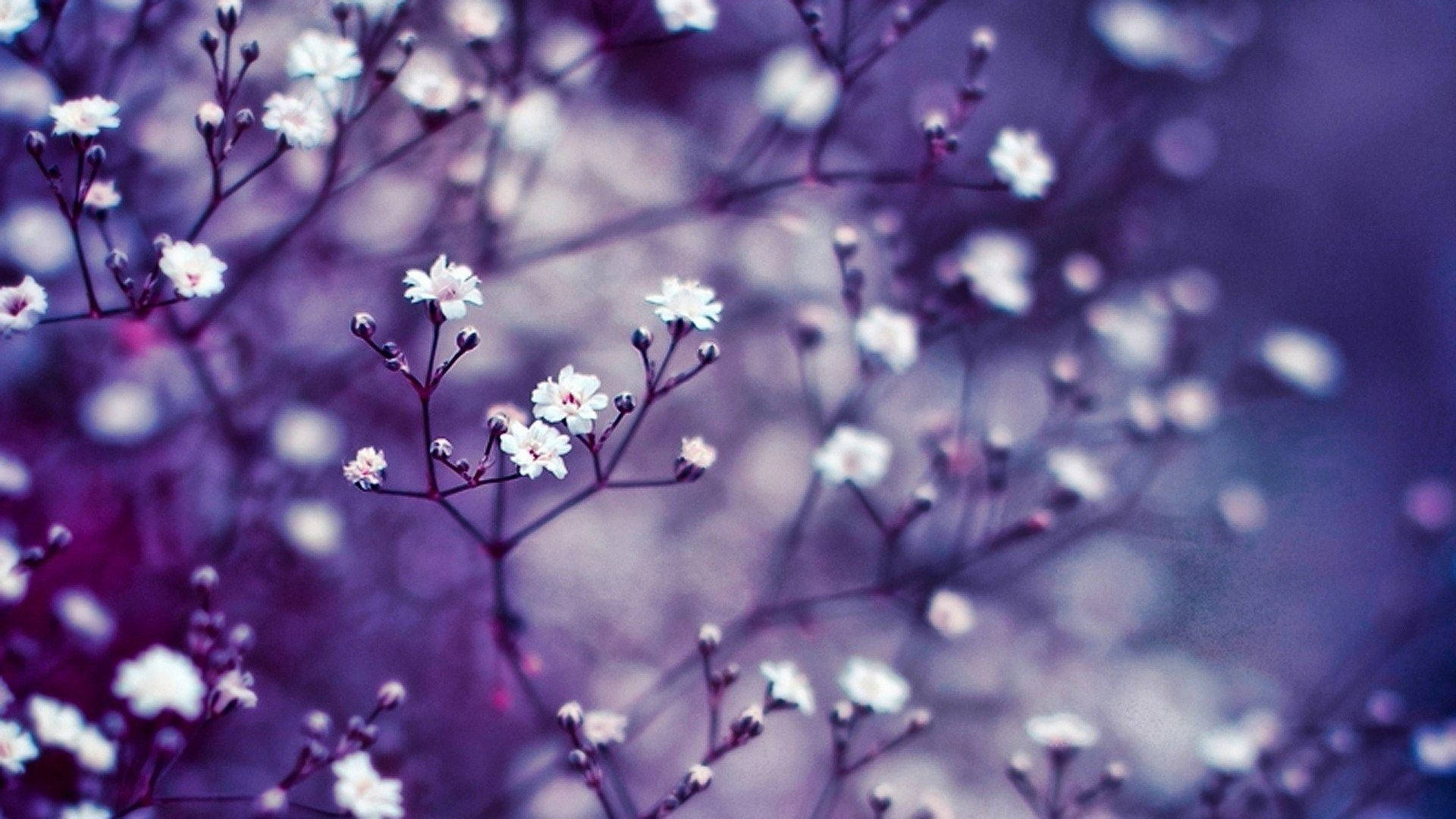 1920x1080, HD, flower, Full HD Desktop Wallpaper