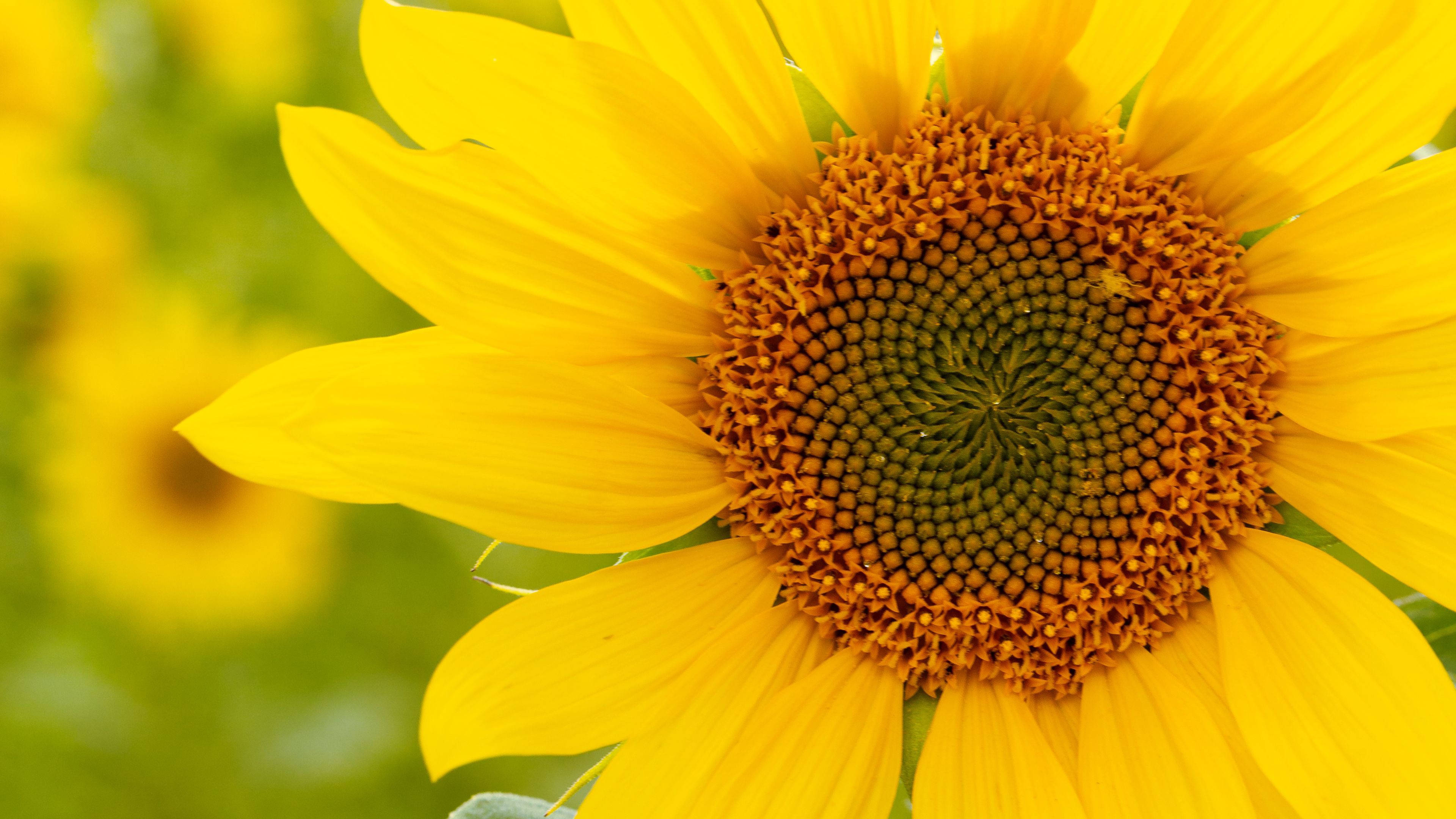 zoom flower, sunflower, bright yellow petals, 4K Desktop Wallpaper