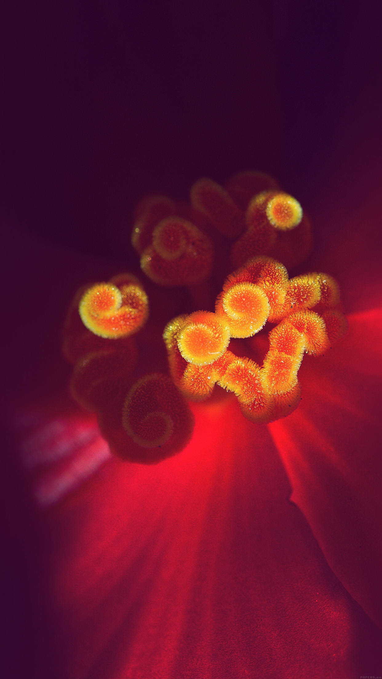 Zoom Orange Flower iPhone, fiery orange, deep red petals, Full HD Phone Wallpaper