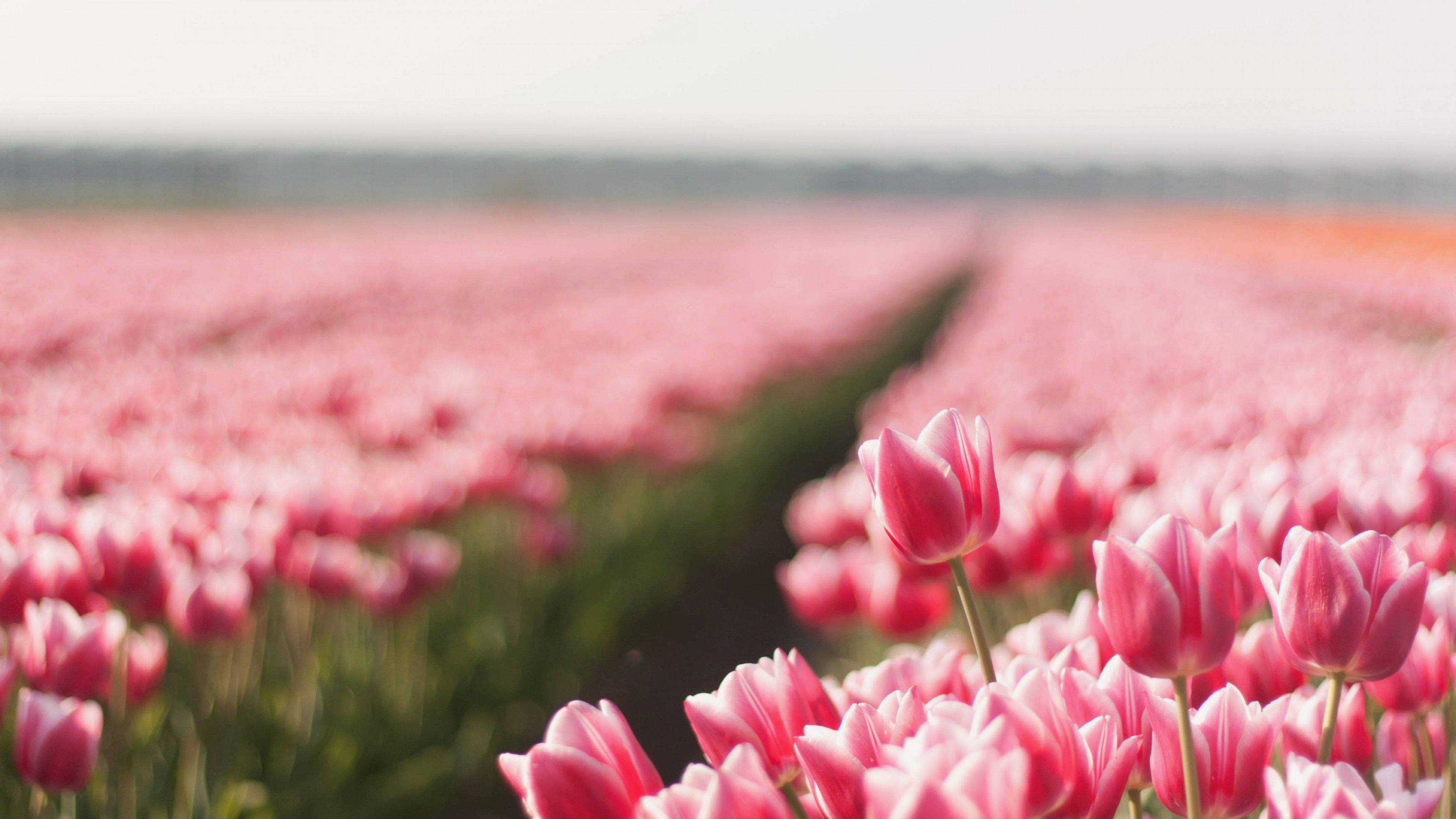 pink tulips, flower field, rows of tulips, 4K Desktop Wallpaper
