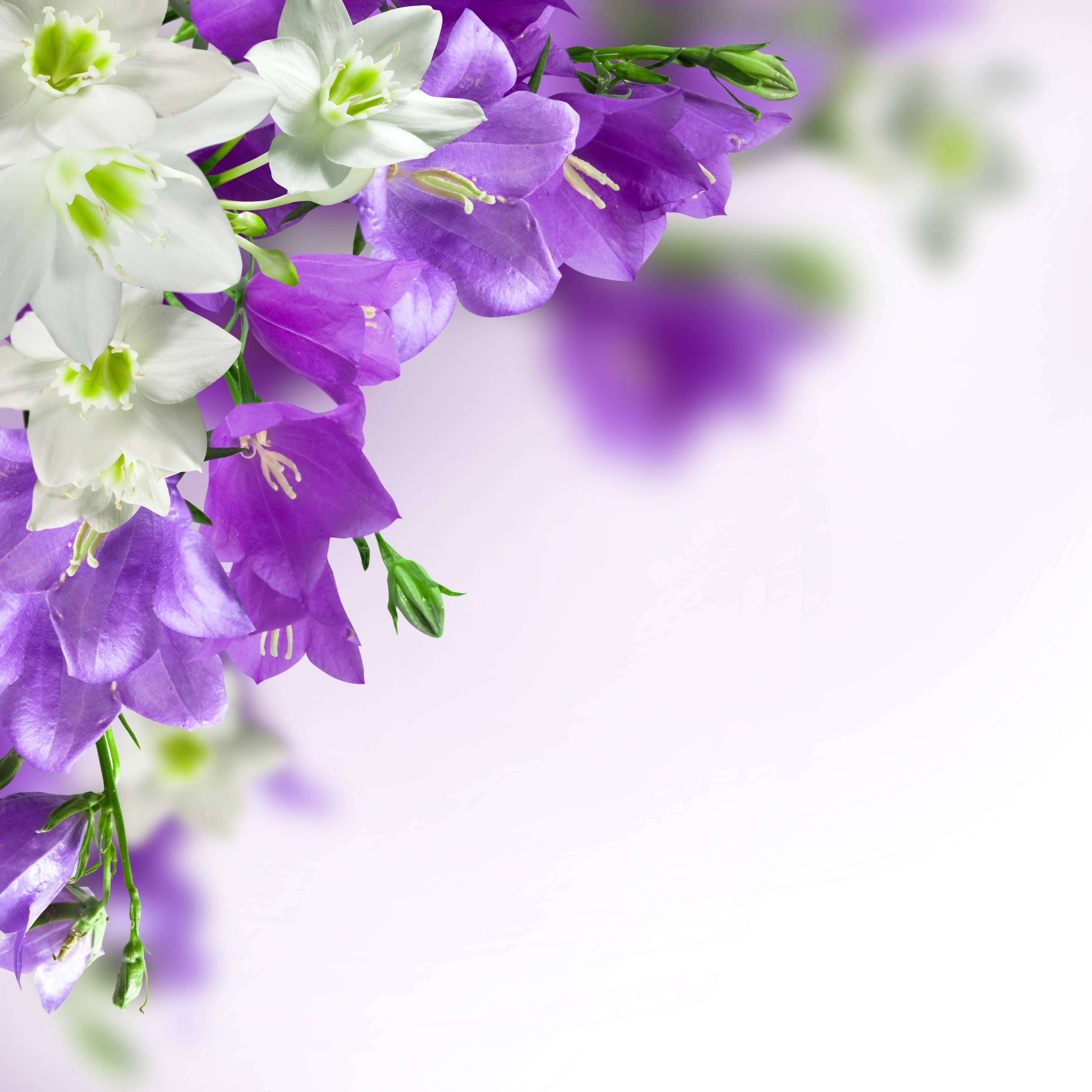 purple and white harebell flower, bell flowers, green stems, 4K Desktop Wallpaper