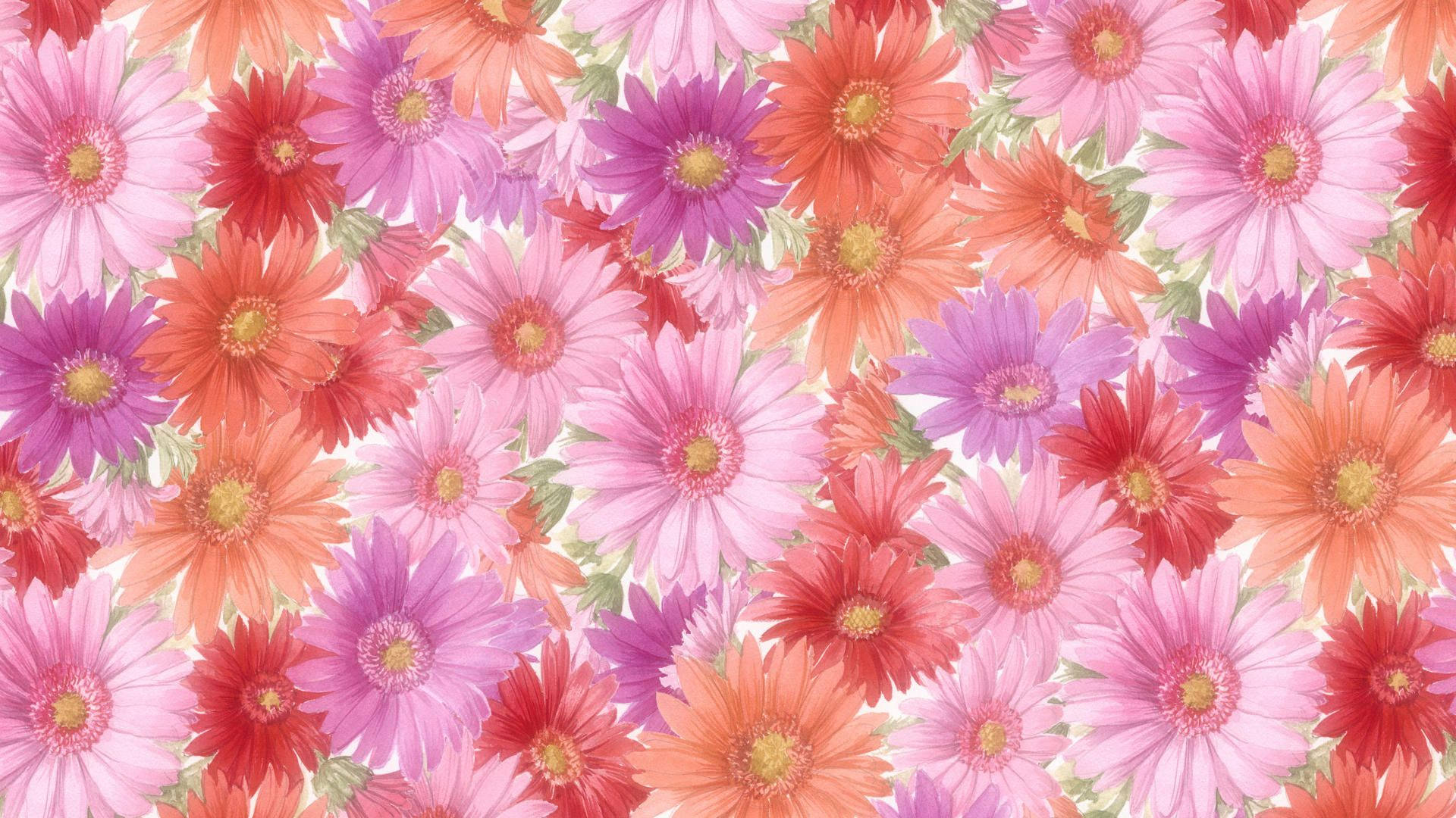 1920x1080, HD, gerbera daisies, Full HD Desktop Wallpaper