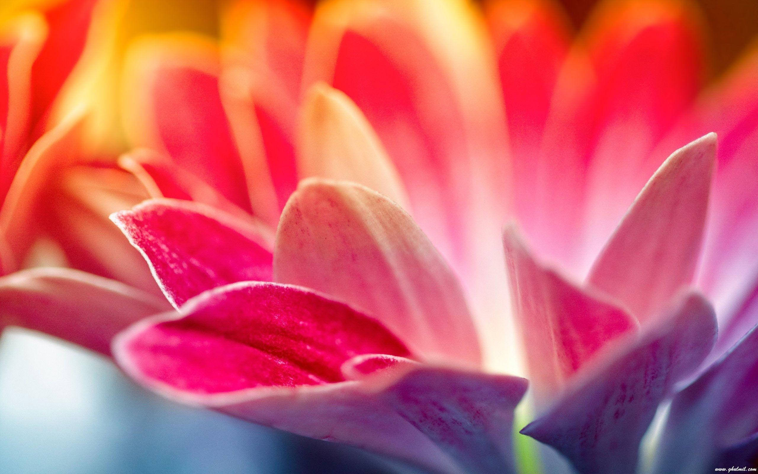 flower hd pink lilies, pink lilies, gradient petals, 2K Desktop Wallpaper