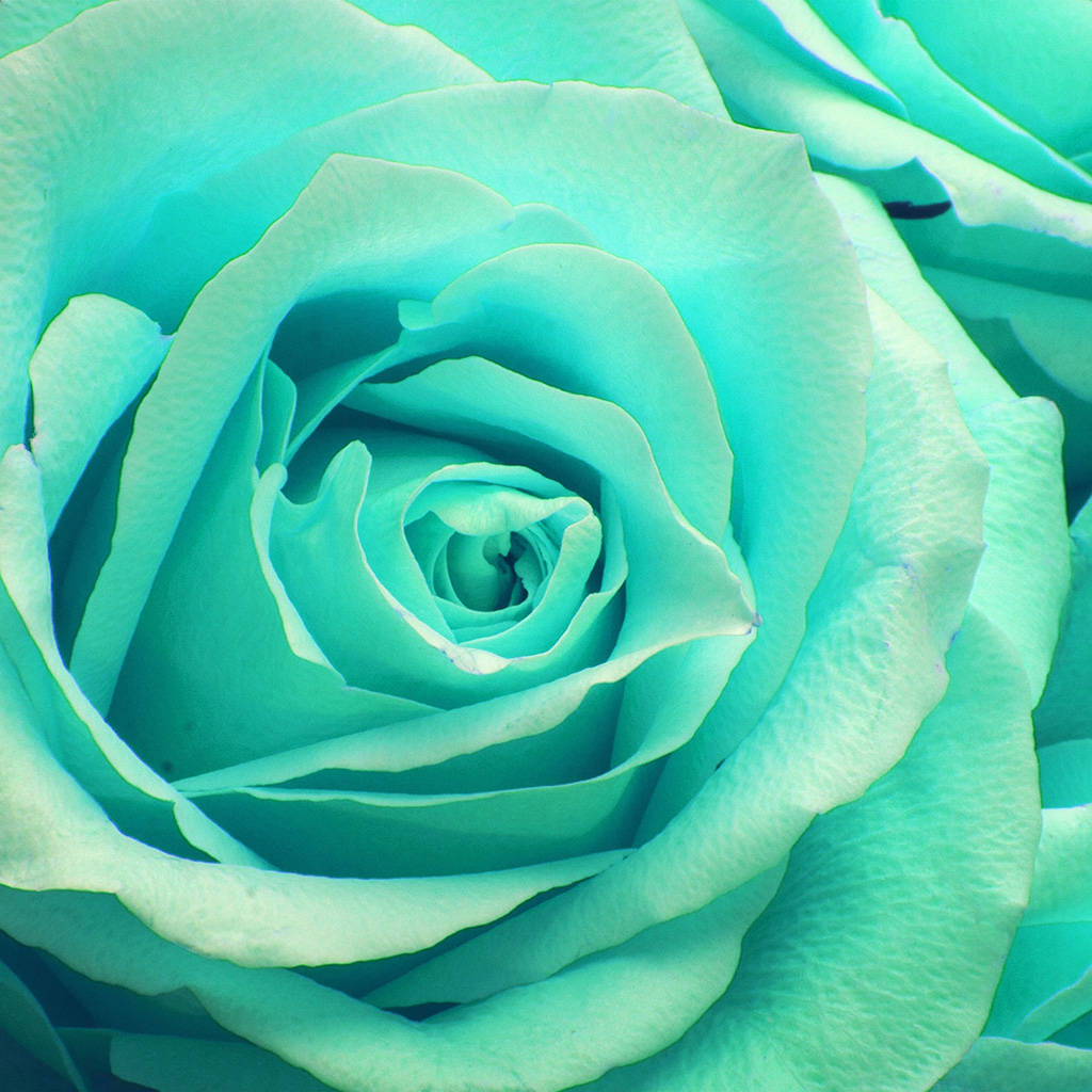 zoom flower, 1024 x 1024, turquoise rose, SD Desktop Wallpaper