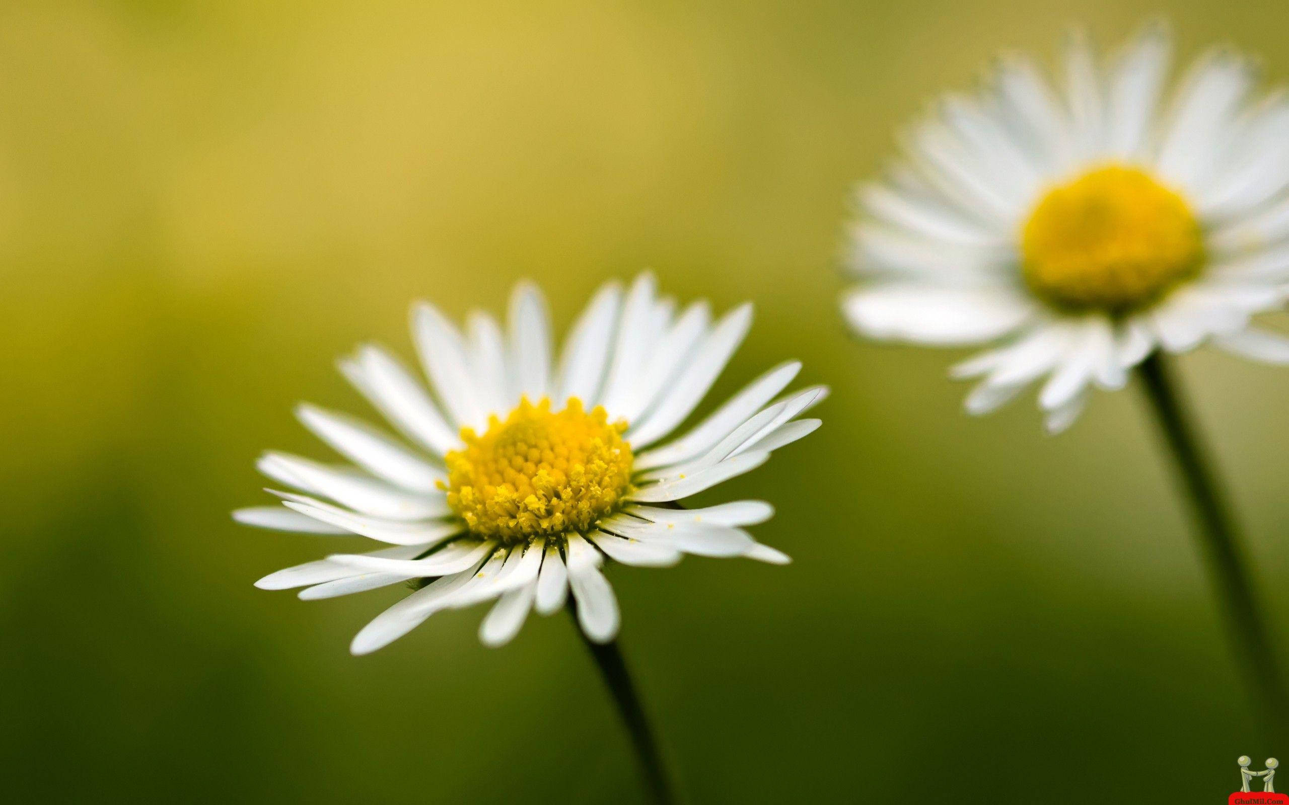 daisies, white petals, bright yellow centers, 2K Desktop Wallpaper