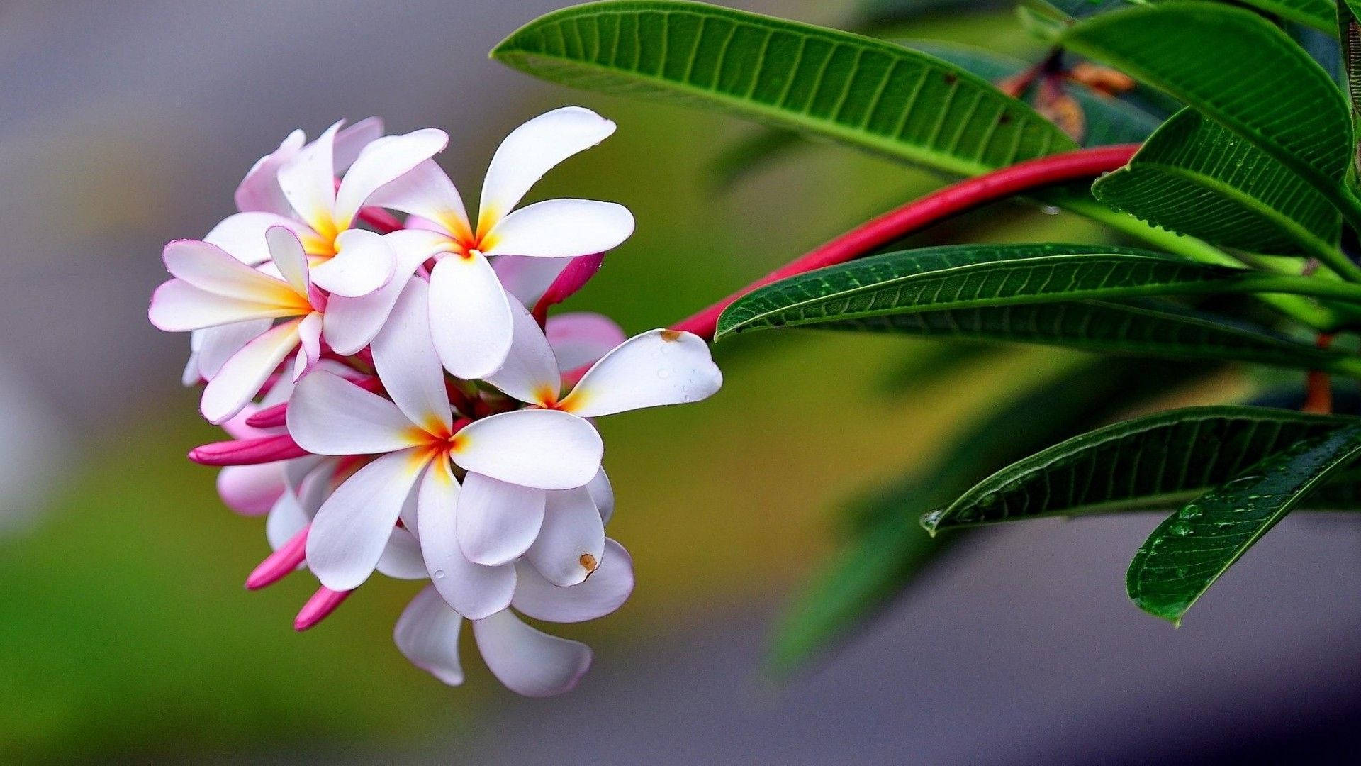 white frangipani flowers, yellow centers, lush green leaves, Full HD Desktop Wallpaper
