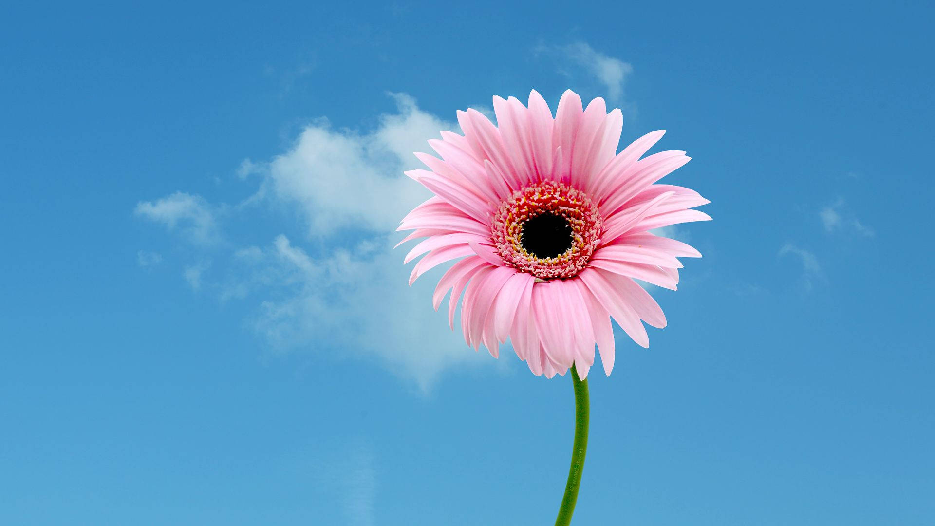 1920x1080, HD, pink gerbera daisy, Full HD Desktop Wallpaper