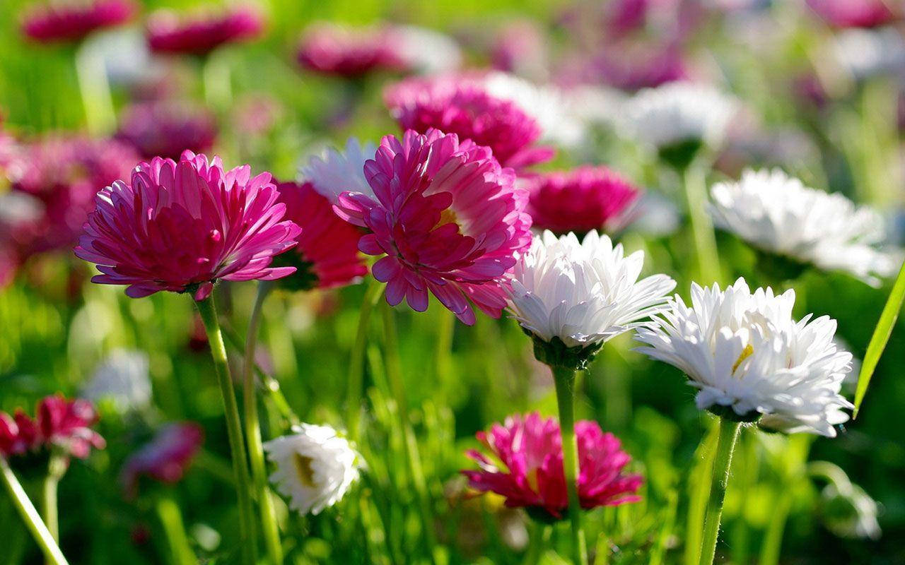 flower hd, white daisies, pink daisies, HD Desktop Wallpaper