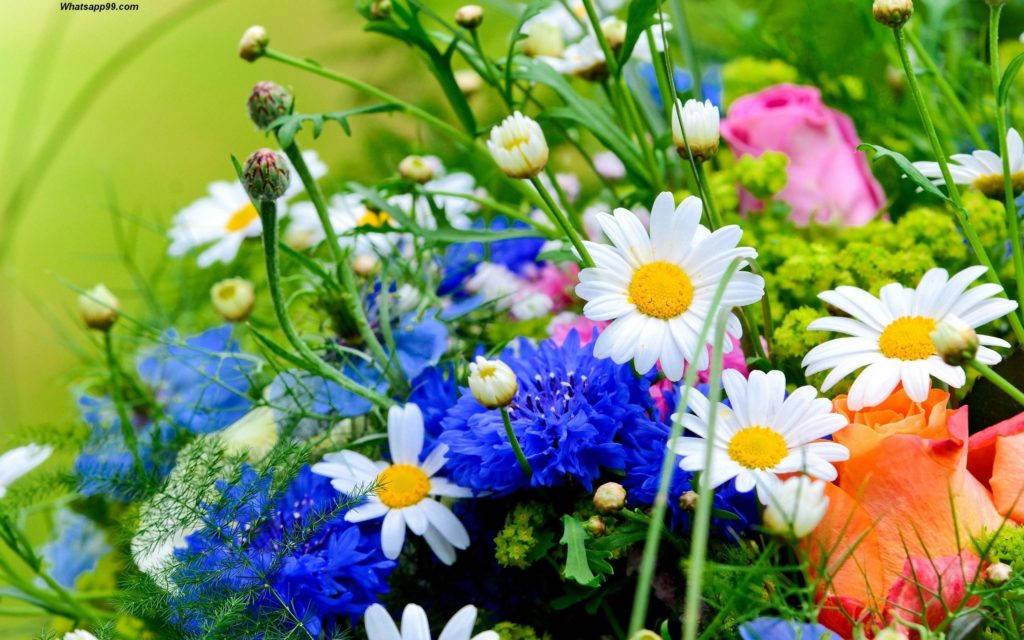 Lovely Flower HD, daisies, cornflowers, SD Desktop Wallpaper