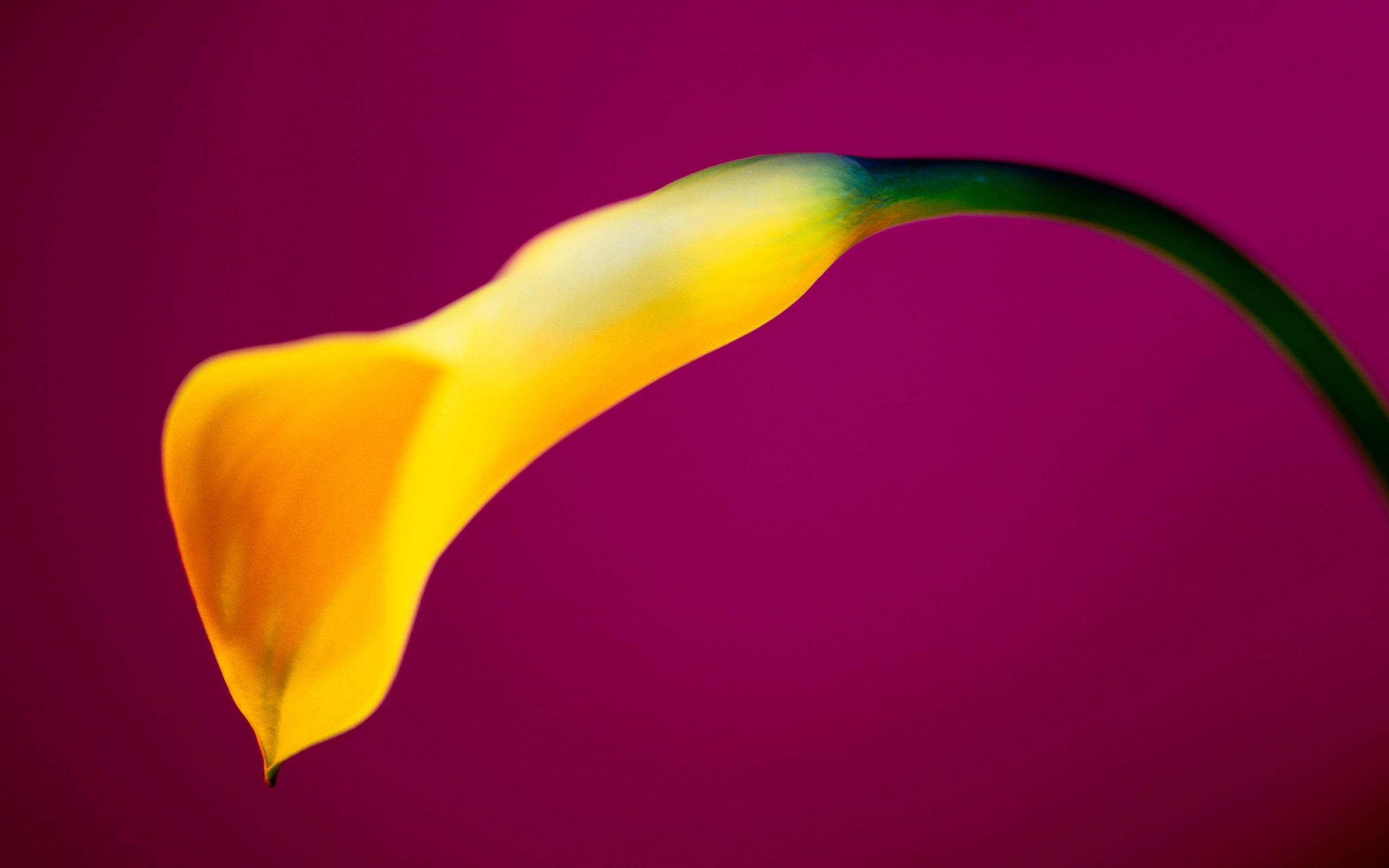yellow calla lily, vibrant yellow, deep magenta background, 2K Desktop Wallpaper