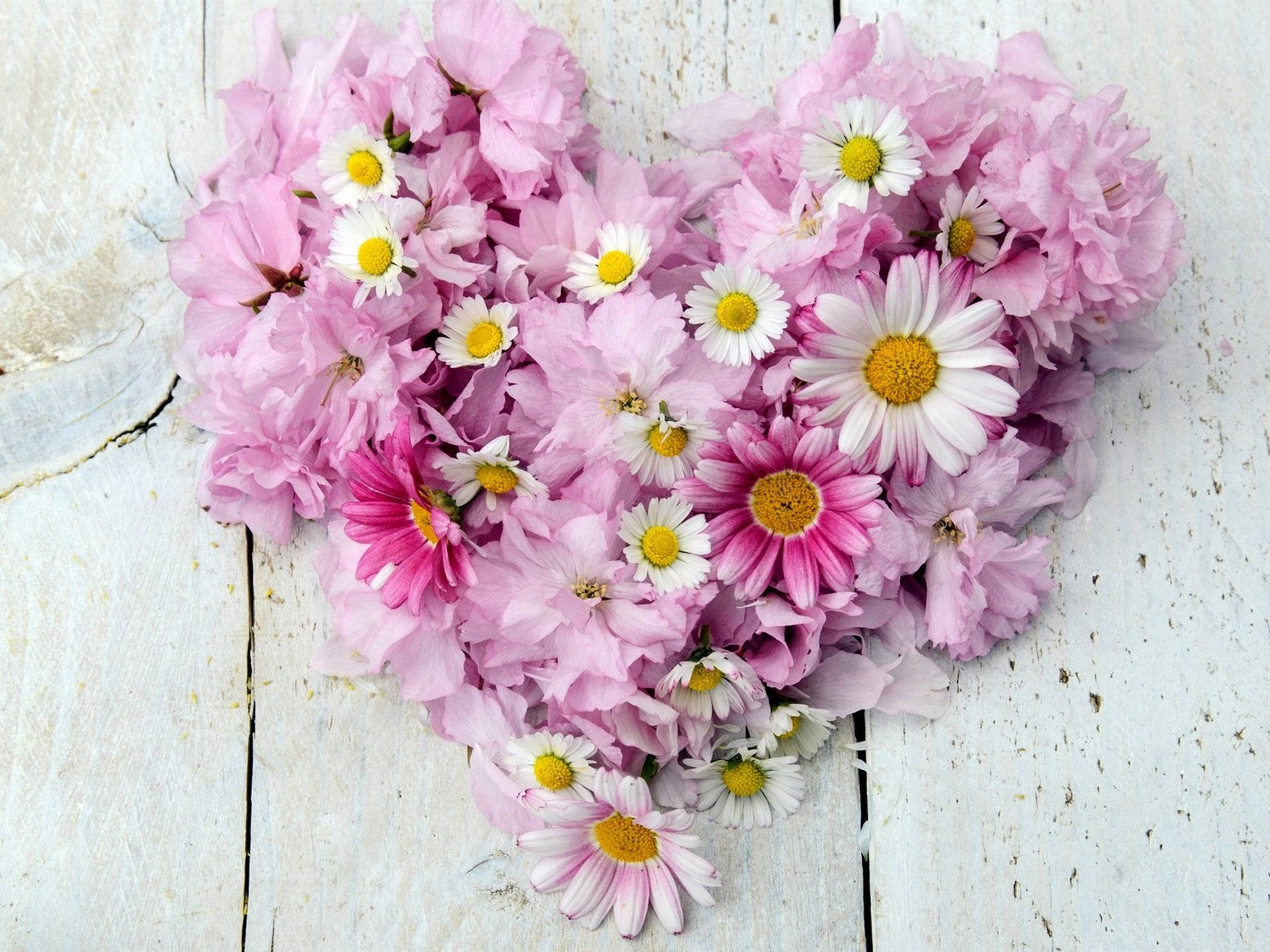 blossoming flower heart, pink cherry blossoms, white daisies, Full HD Desktop Wallpaper
