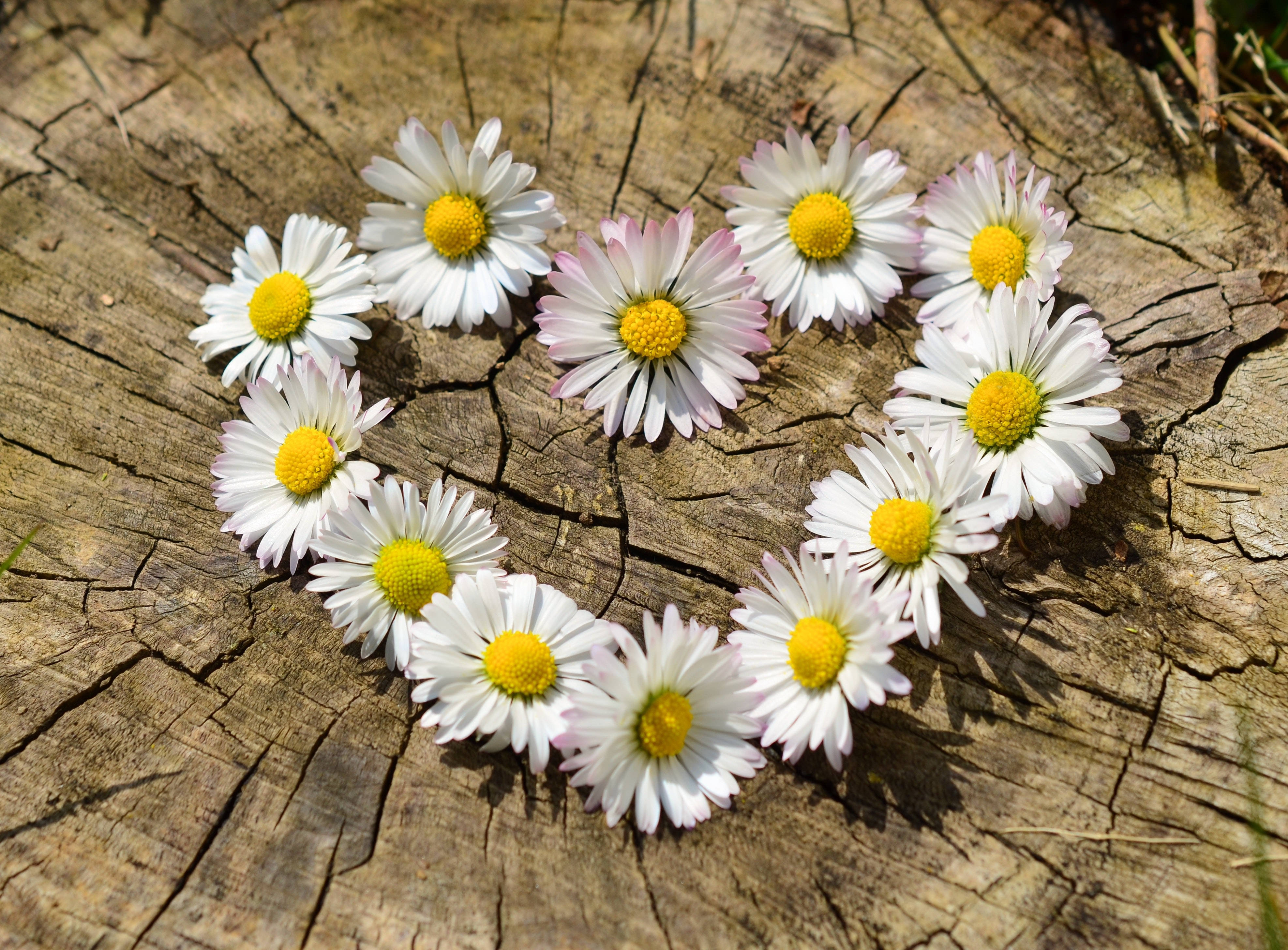 white daisy, yellow center, heart shape, 4K Desktop Wallpaper