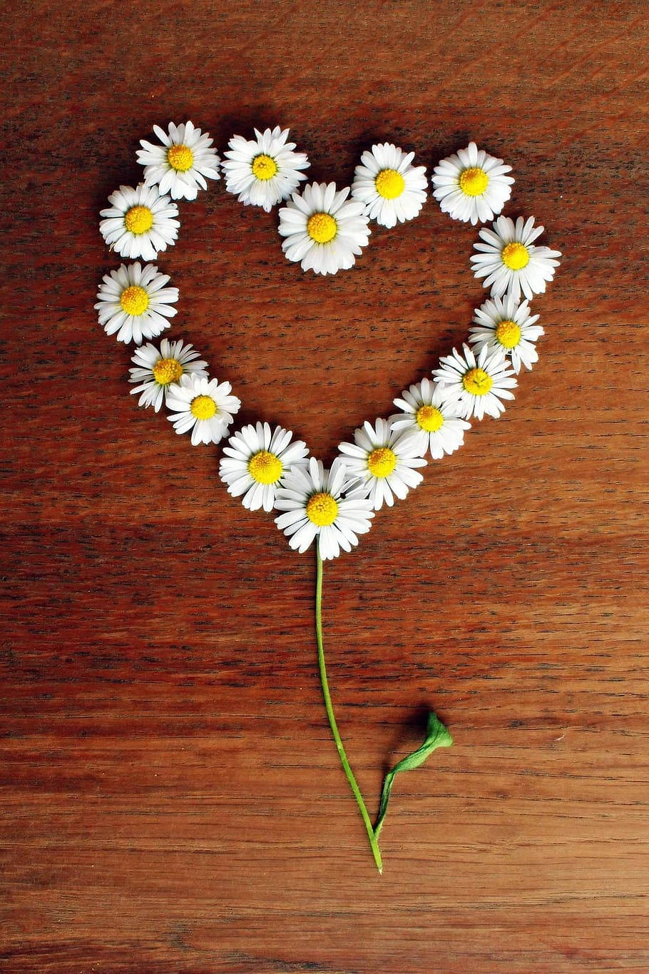 Flower Heart, daisies, stem, HD Phone Wallpaper