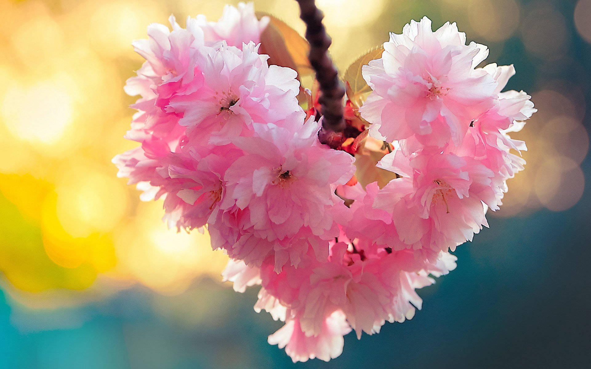 Flower Heart, cherry blossoms, soft pink, Full HD Desktop Wallpaper