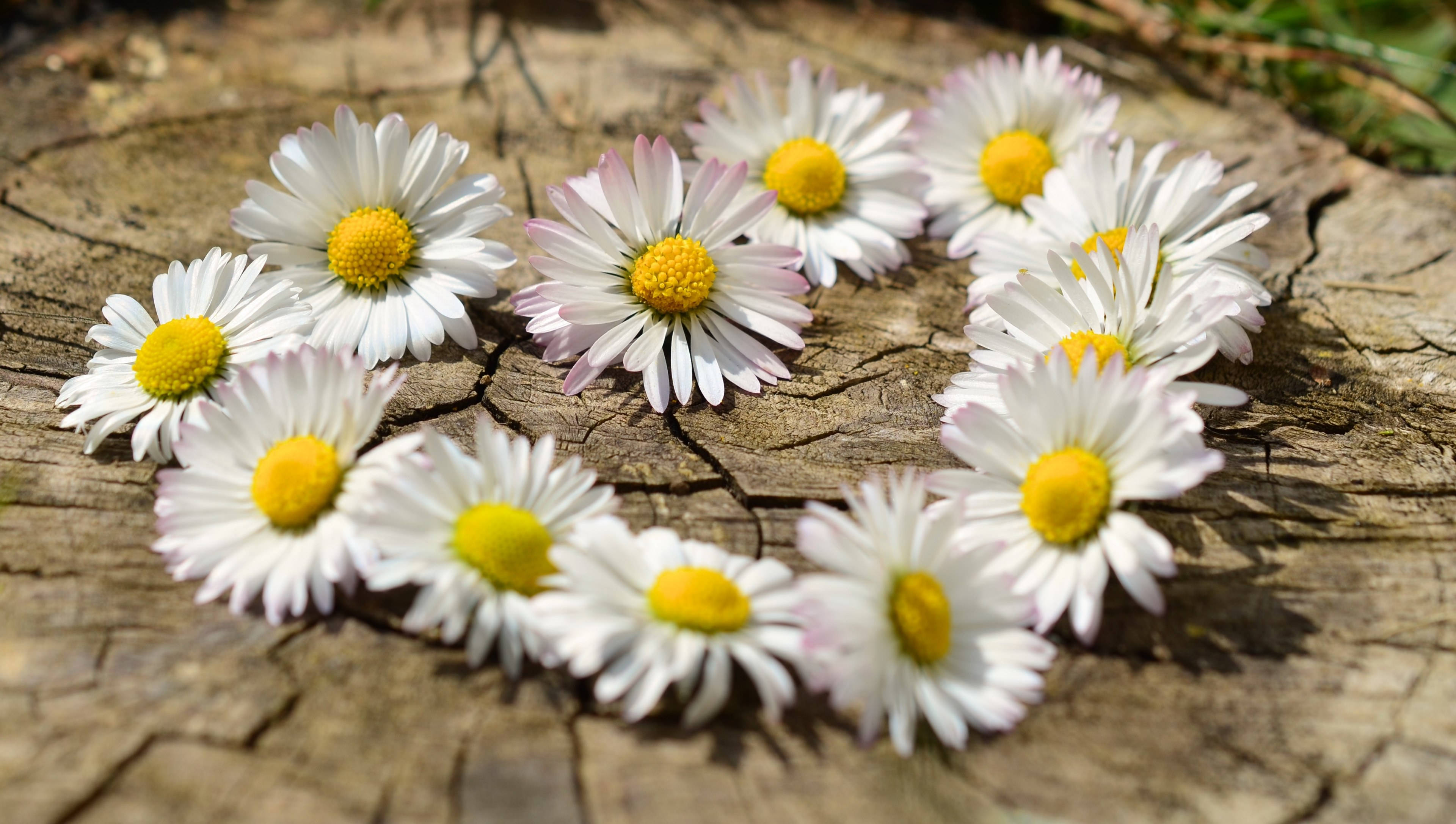 white daisies, yellow centers, heart shape, 4K Desktop Wallpaper
