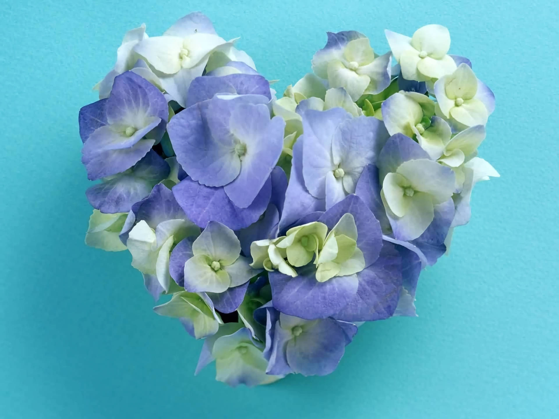 blue heart floral arrangement, purple hydrangeas, white hydrangeas, Full HD Desktop Wallpaper
