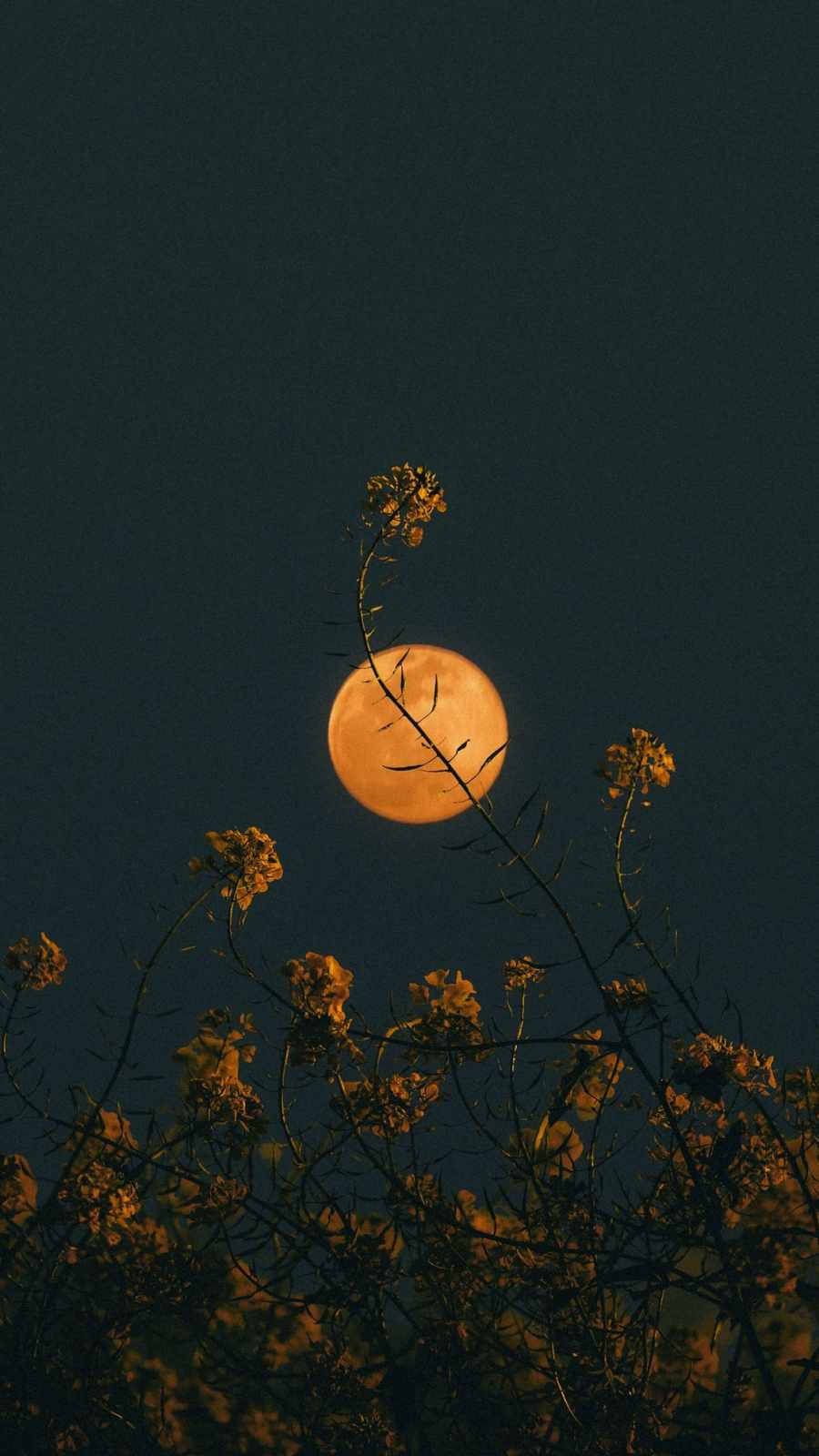 Moon Aesthetic, flower iPhone, glowing orange moon, HD Phone Wallpaper