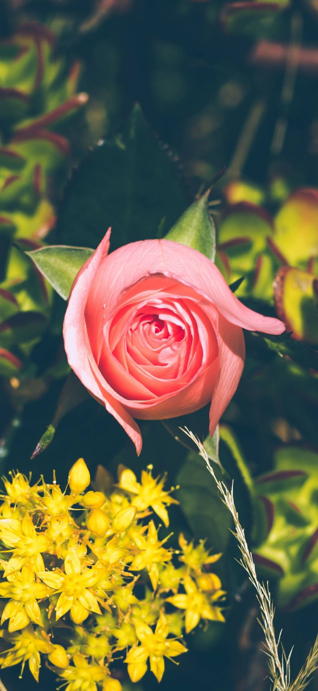 pink garden rose, lush green foliage, vibrant yellow flowers, Full HD Phone Wallpaper