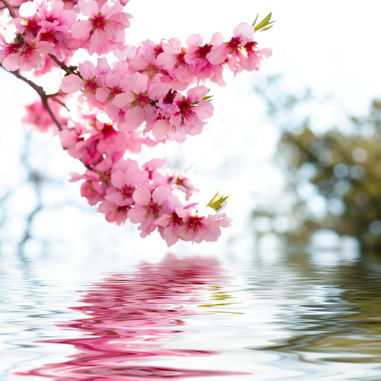 cherry blossoms, branch, rippling water, HD Desktop Wallpaper