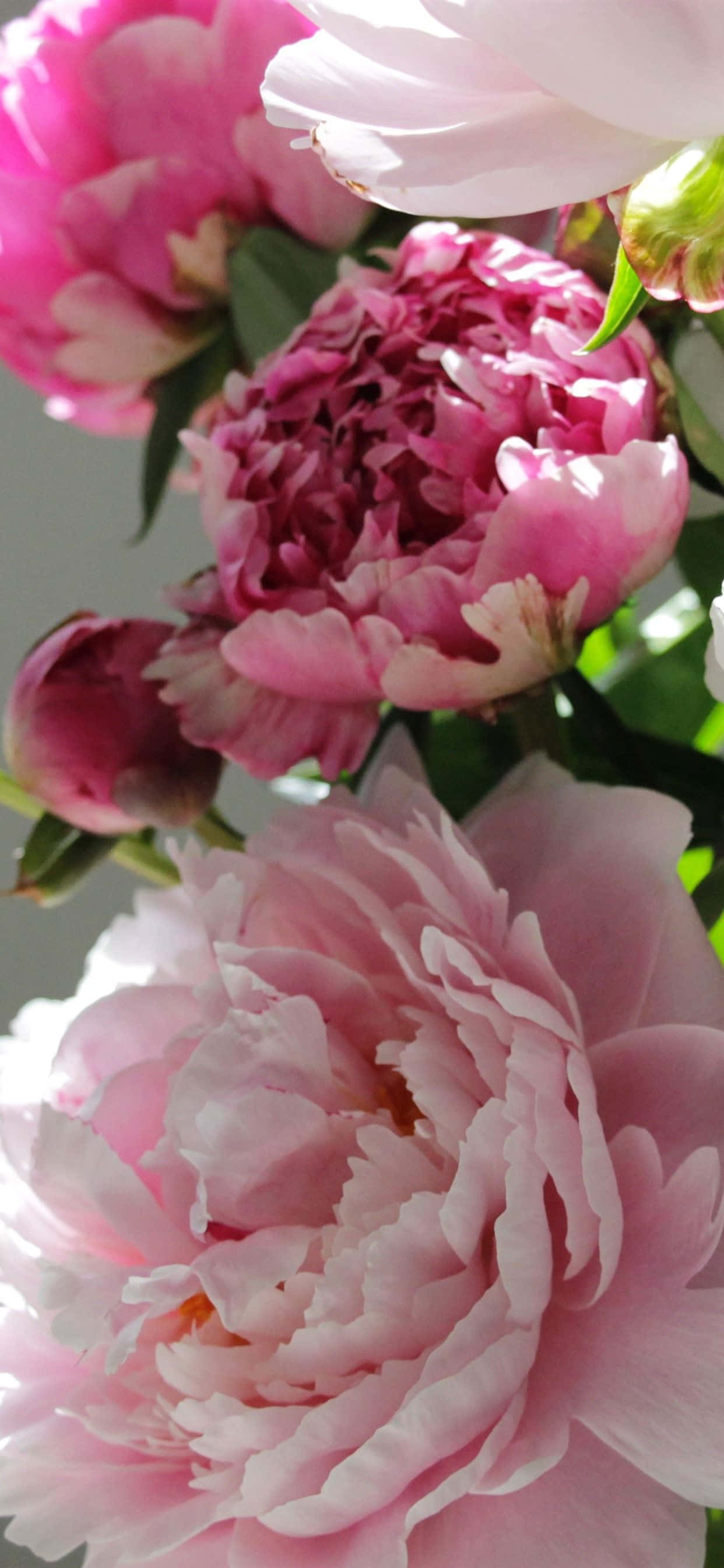 peony, pink peonies, soft petals, 2K Phone Wallpaper