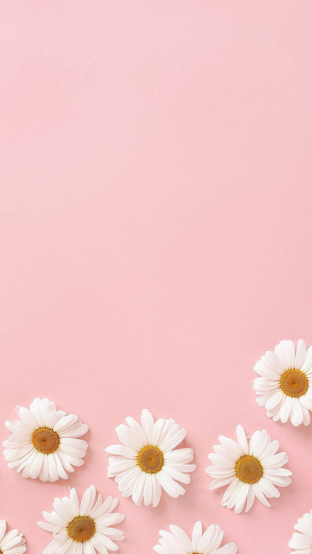 white daisies, yellow centers, soft pink background, Full HD Phone Wallpaper