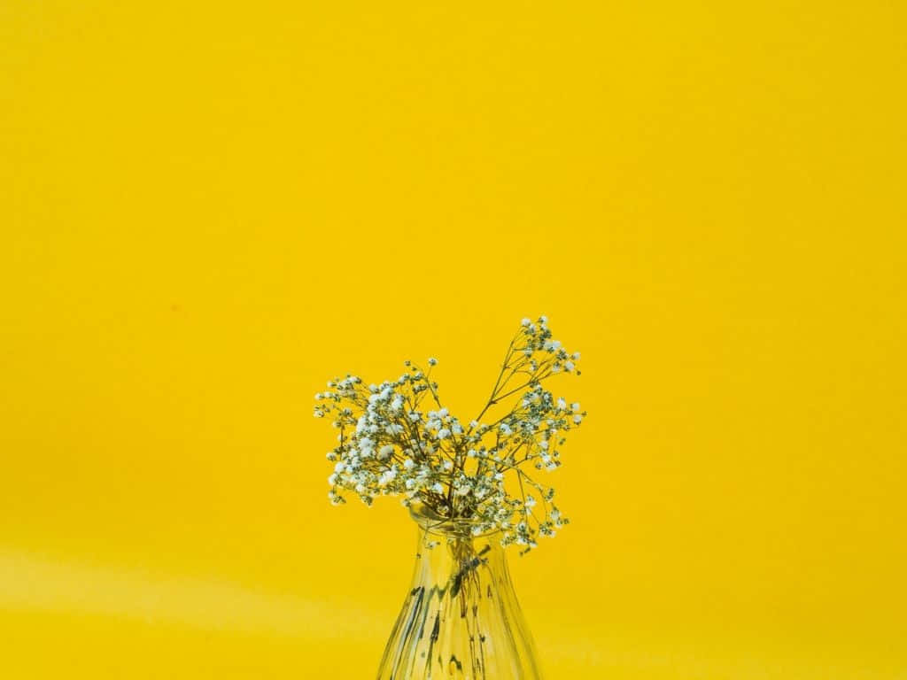 minimalist flower, white baby's breath flower, clear glass vase, SD Desktop Wallpaper