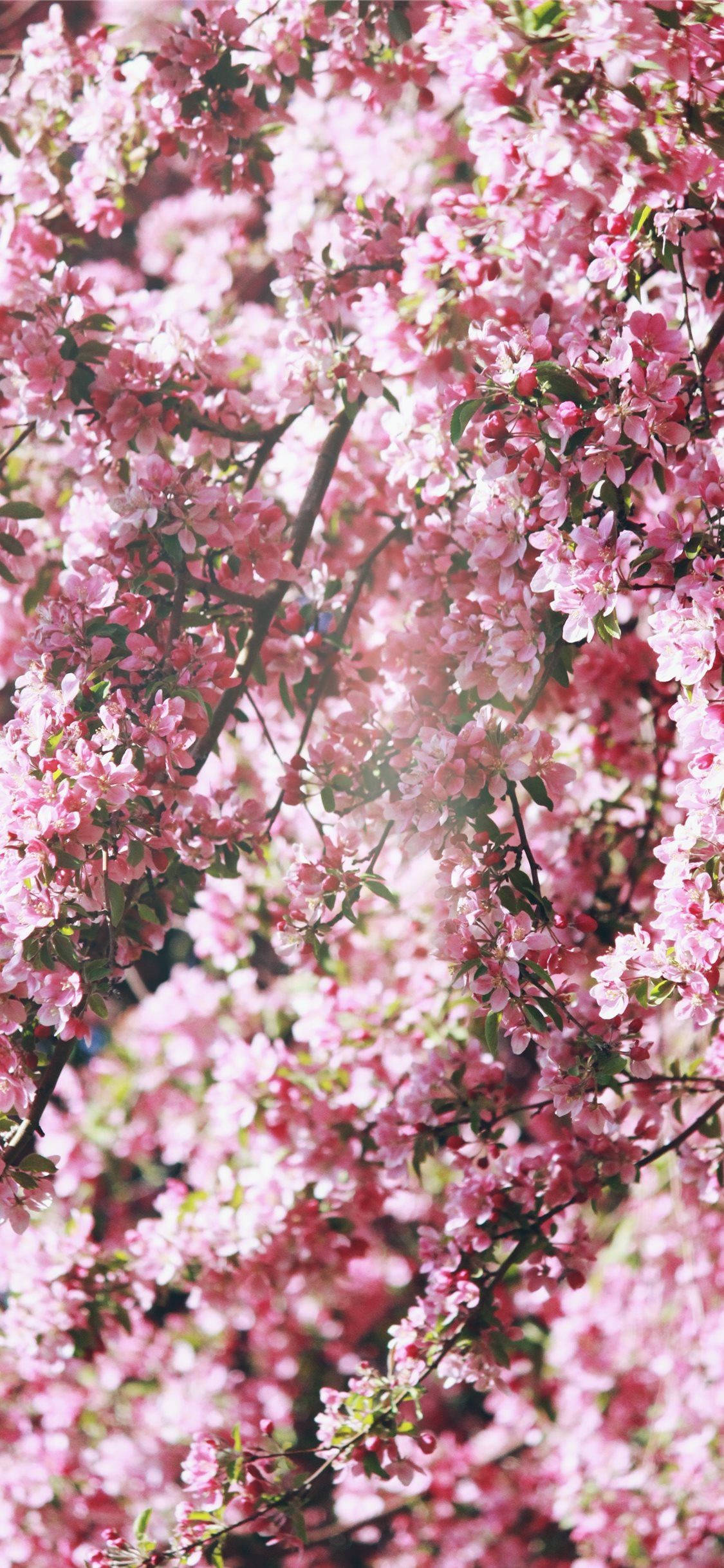 pink cherry blossoms, dark branches, soft blurred background, Full HD Phone Wallpaper
