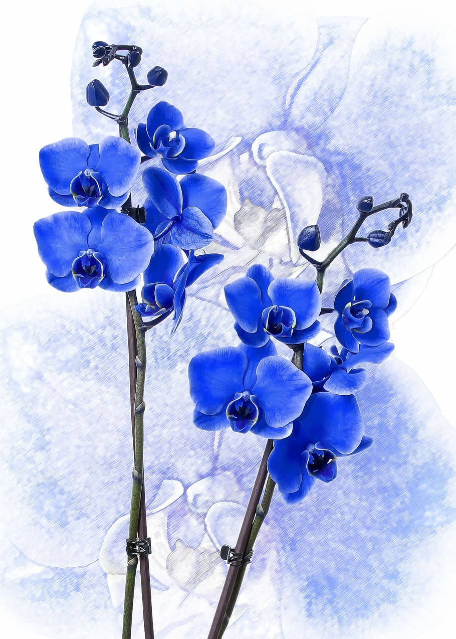 painted blue flower, blue orchids, soft watercolor wash, SD Phone Wallpaper